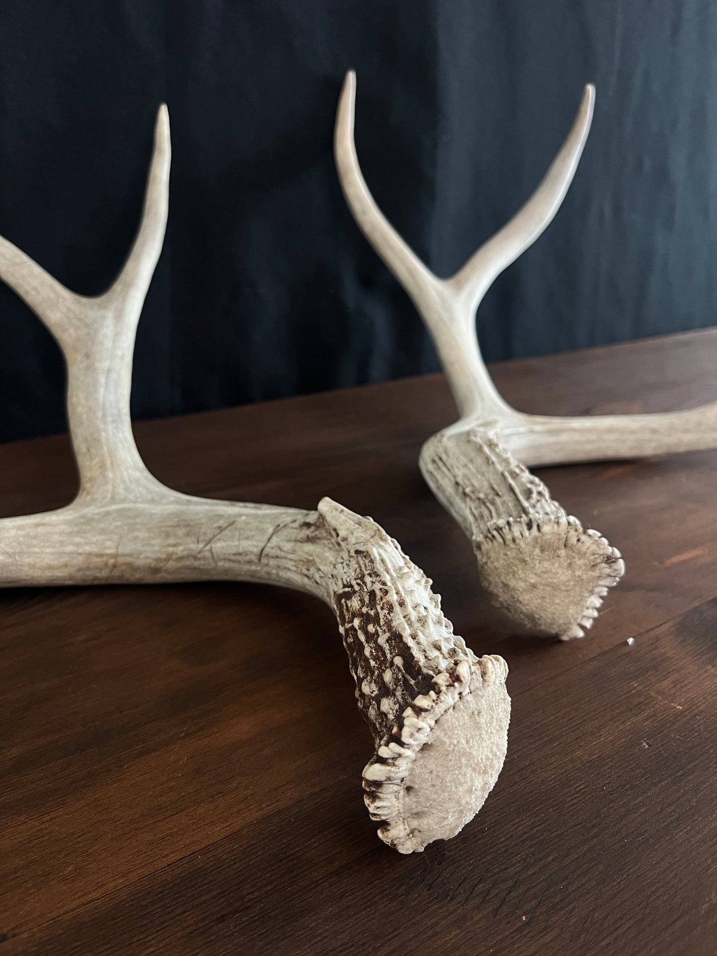 Set of Large Mule Deer Antlers from Alberta, Canada. For Crafting, Decor and More