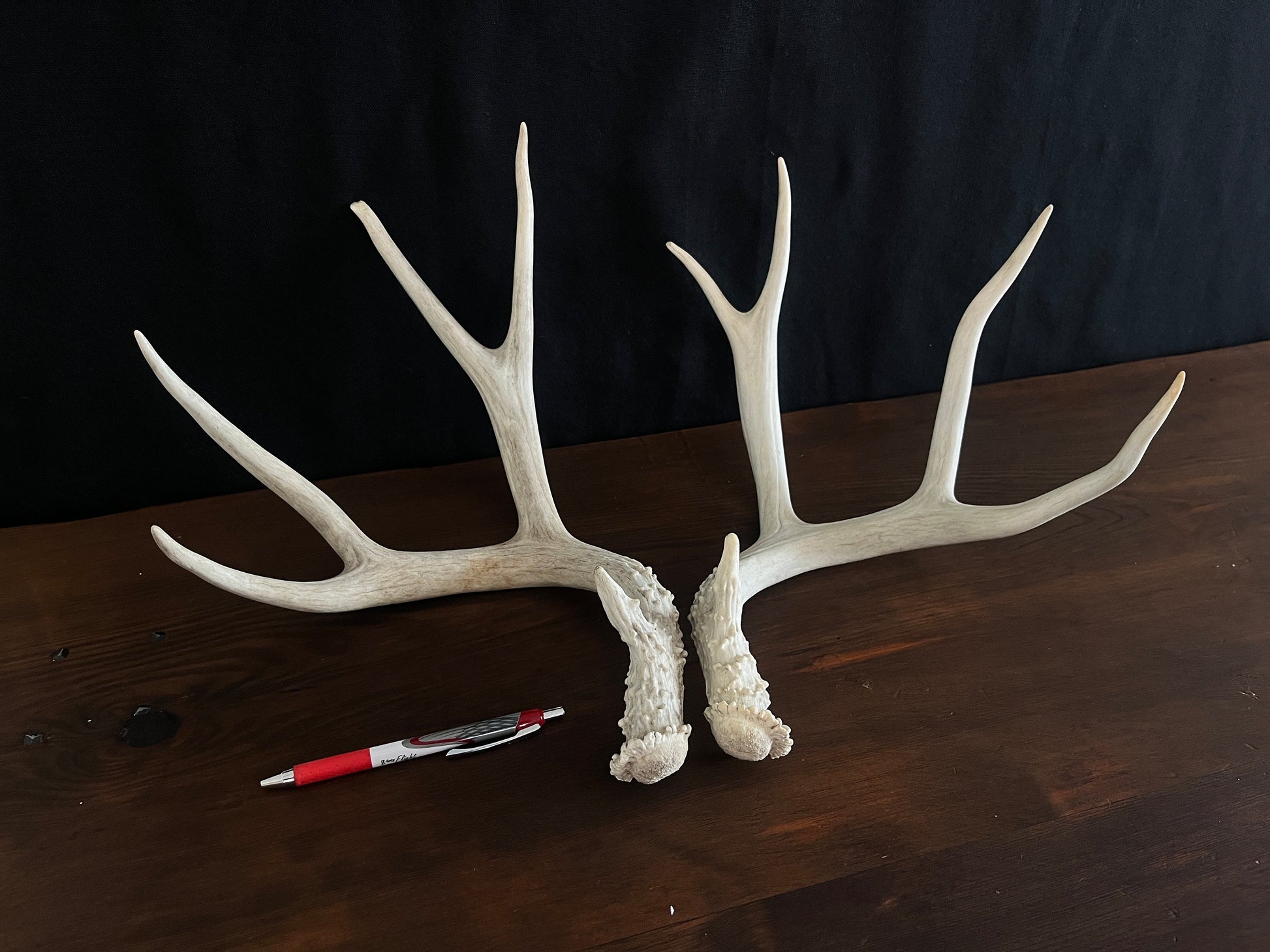 Beautiful Matching Set of Mule Deer Antlers. Rustic style decoration. Perfect for interior design & crafting!