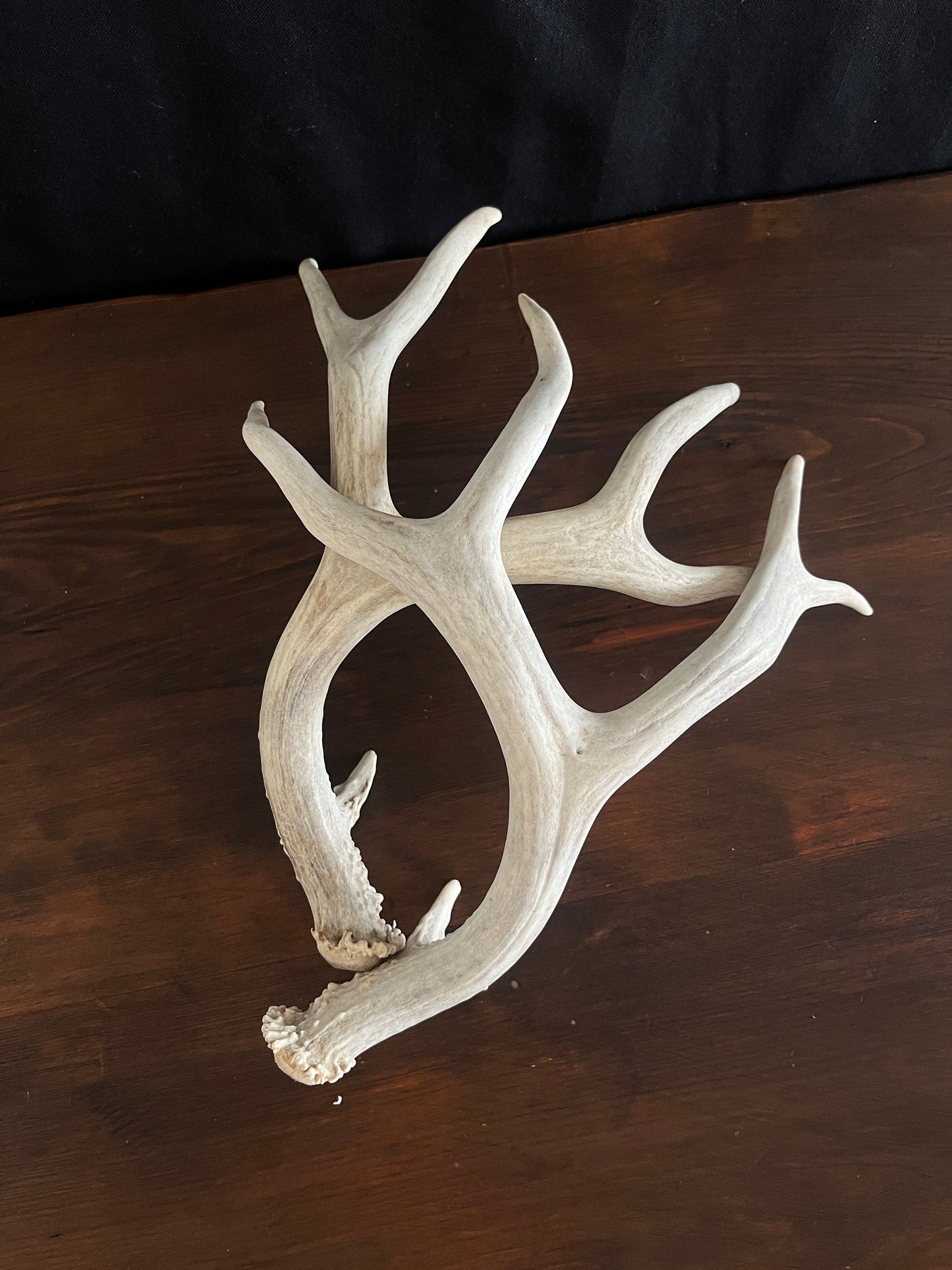 Beautiful Matching Set of Mule Deer Antlers. Rustic style decoration. Perfect for interior design & crafting!