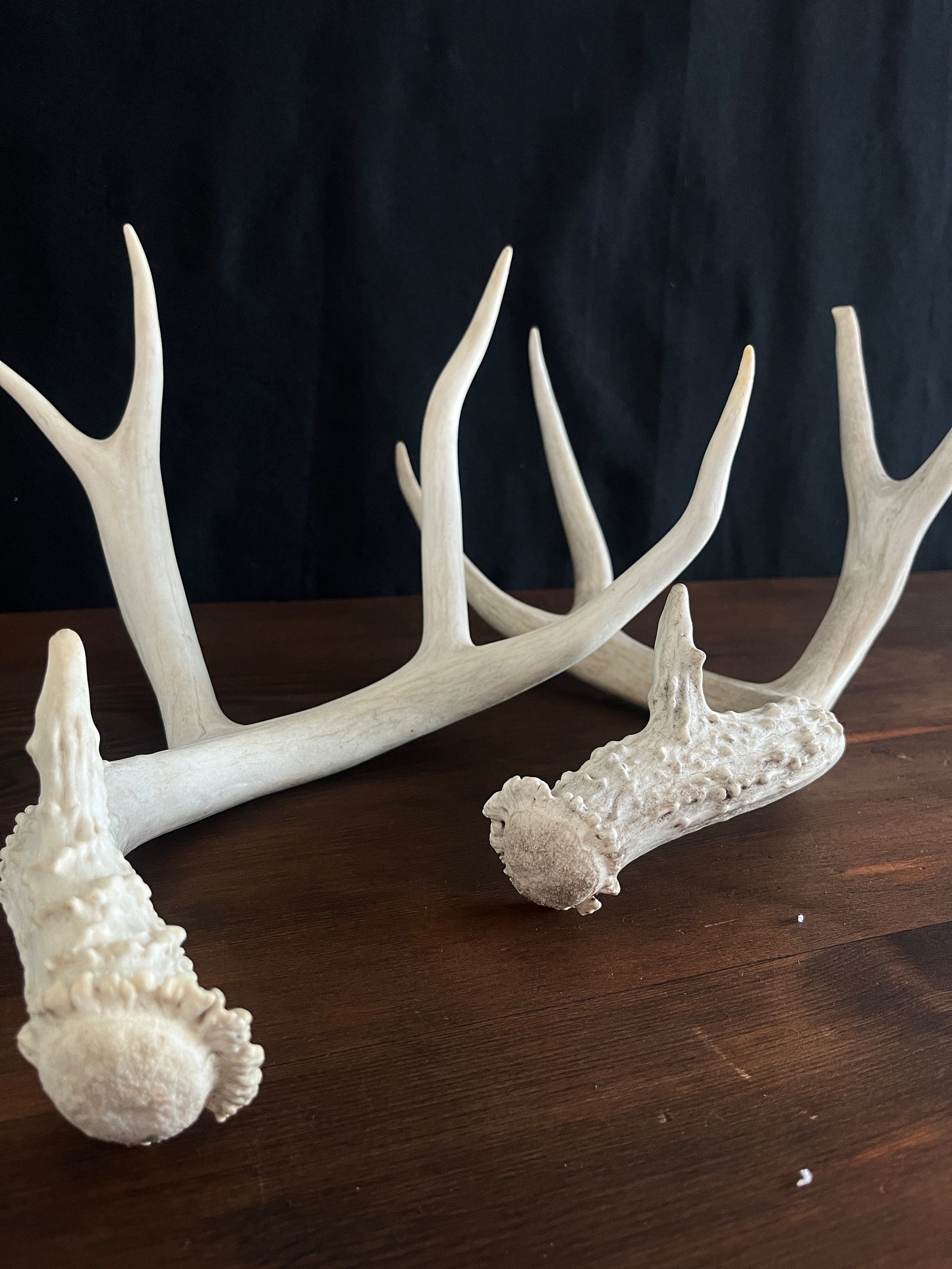 Beautiful Matching Set of Mule Deer Antlers. Rustic style decoration. Perfect for interior design & crafting!