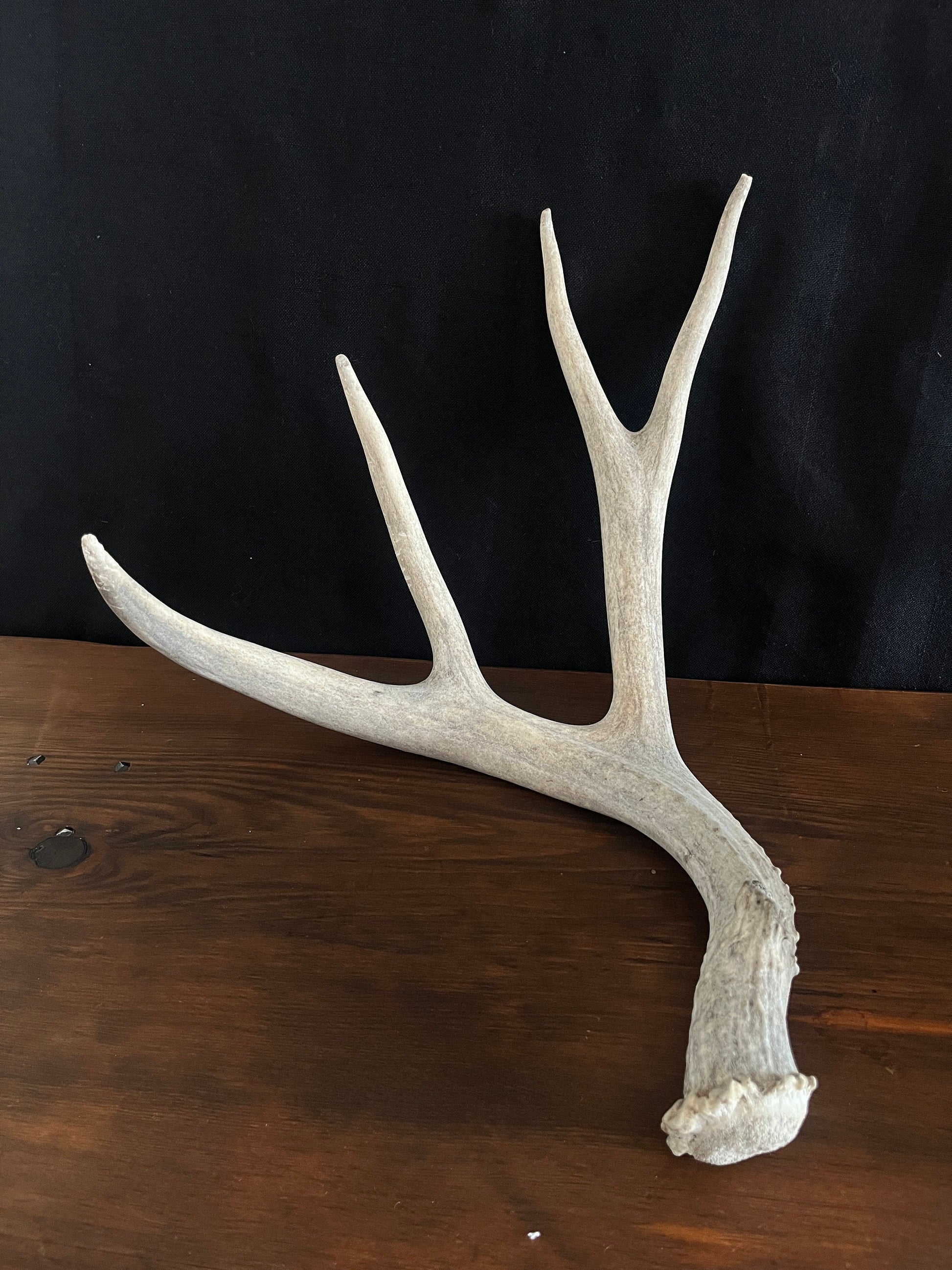 Mule Deer Antler Set. For Decor, Pet Chews, and so much more. Wild, Naturally Shed, Canadian Deer Antler set.