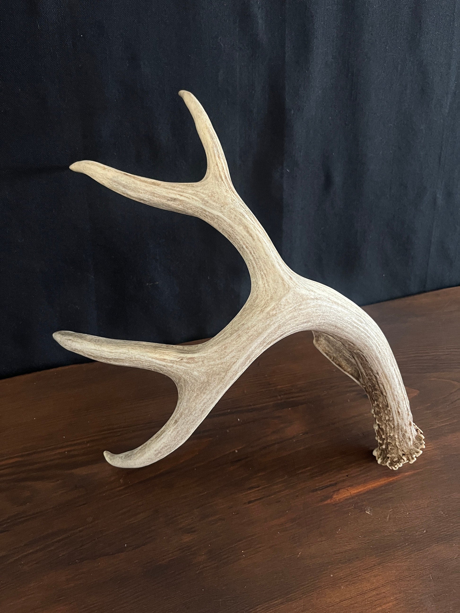 Mule deer - Large Brown Mule deer. Fresh with Bladed Brow Point. Rustic style decoration, Crafting and more