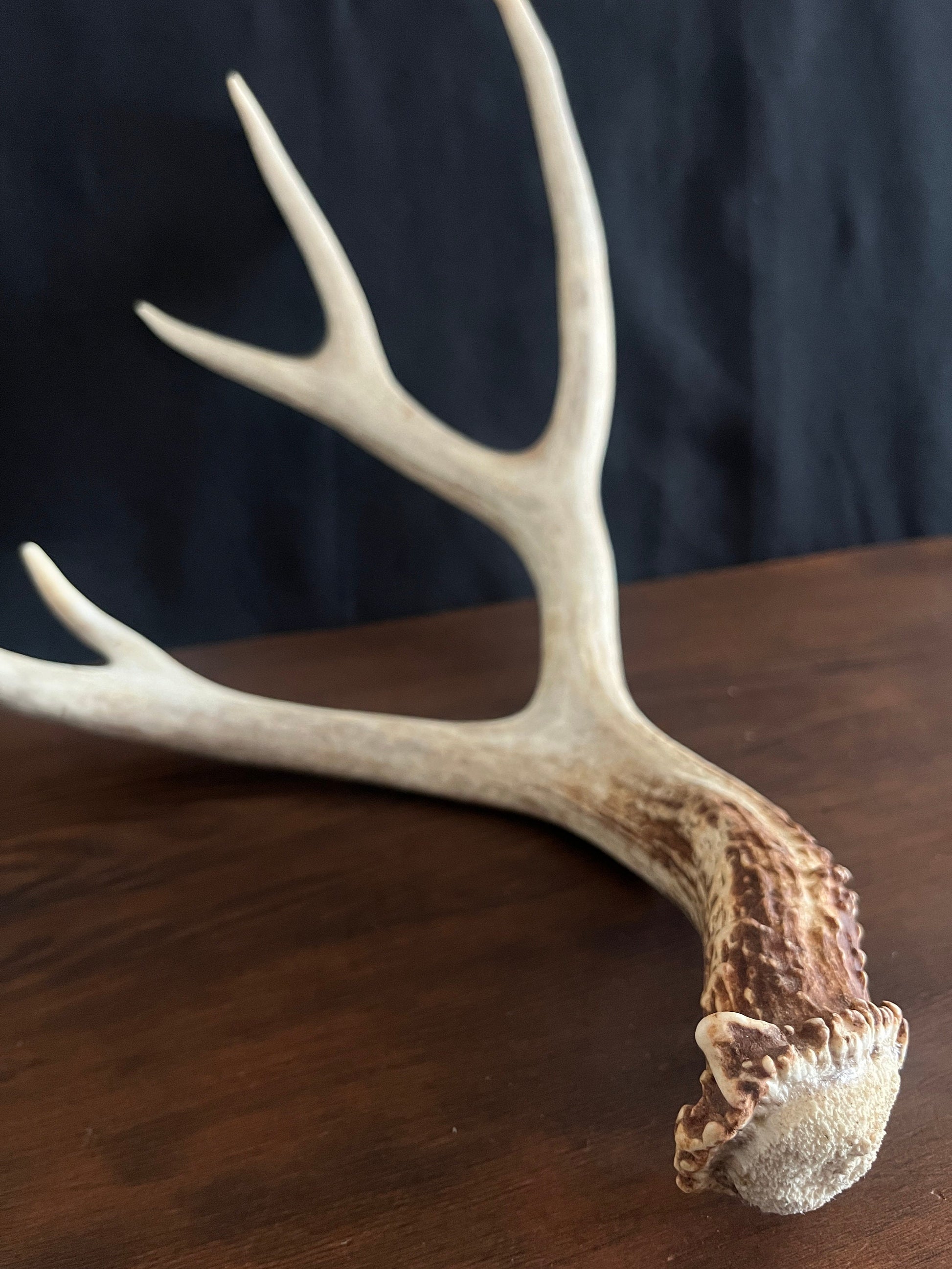 Mule Deer Antler. Large 5 point. Great for Decoration, Interior Design, Rustic / Modern Farmhouse and more.