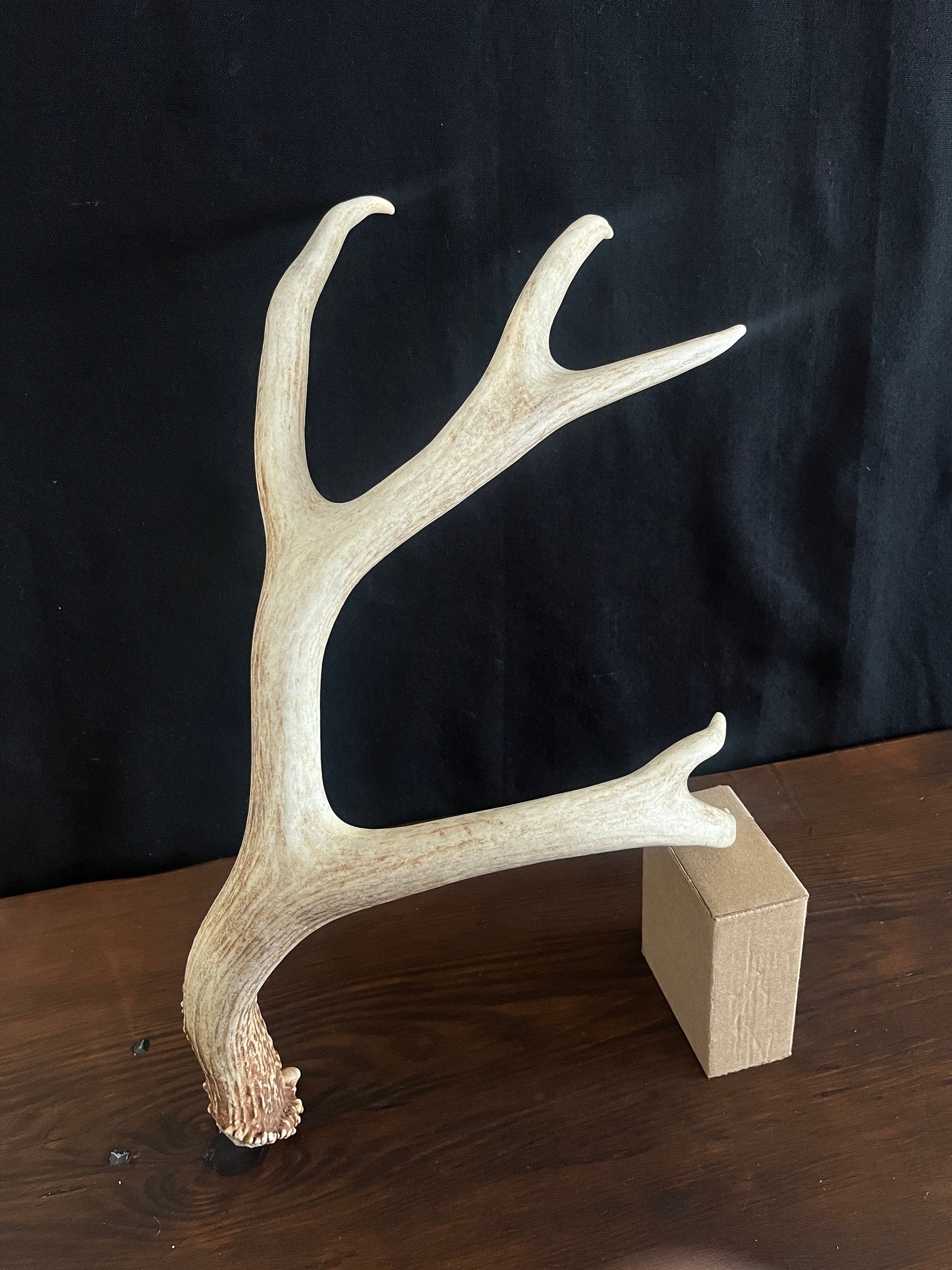 Mule Deer Antler. Large 5 point. Great for Decoration, Interior Design, Rustic / Modern Farmhouse and more.