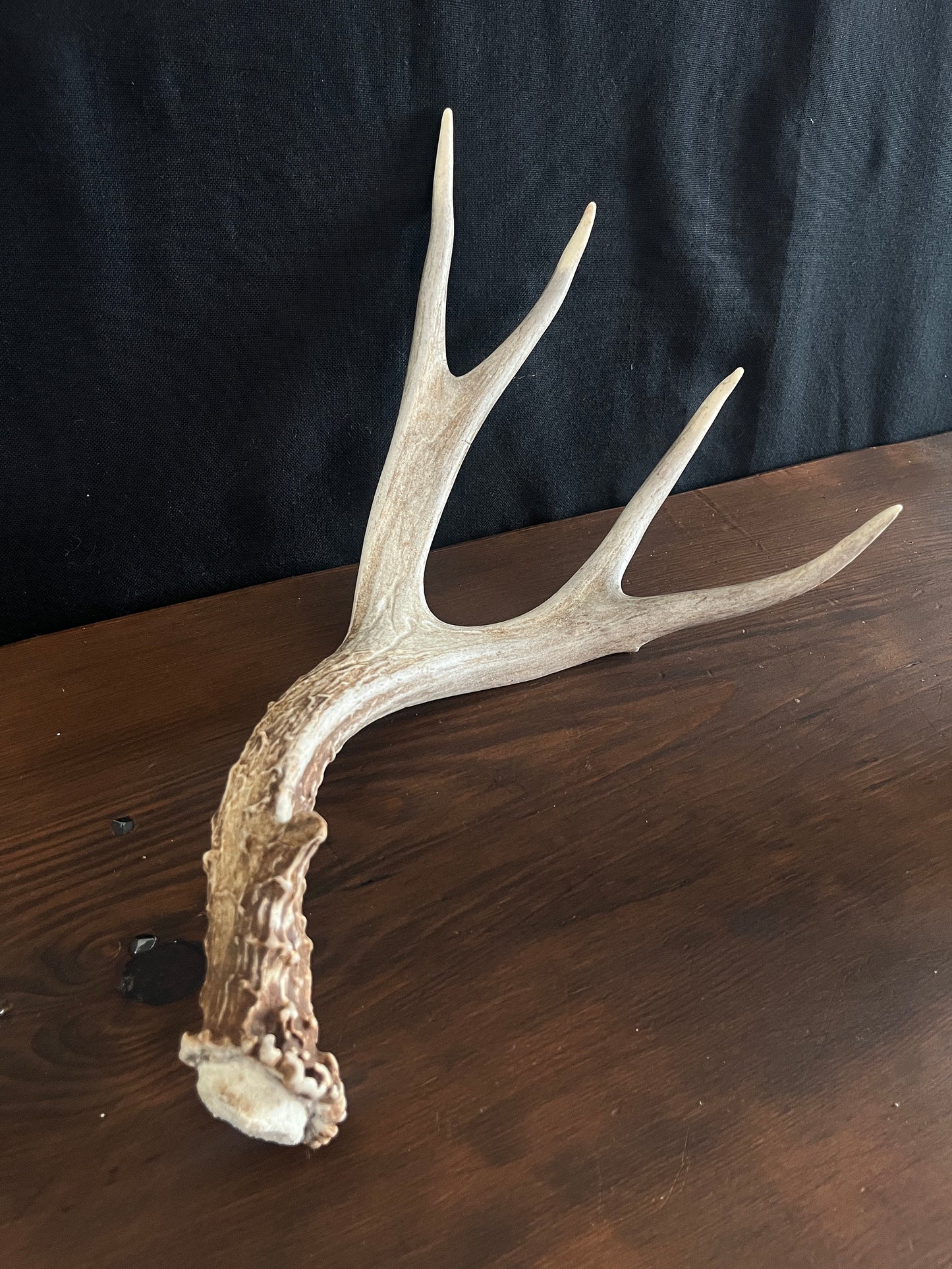 Deer antler - Large Mule deer. Beautiful, Elegant decor item. Crafting, Decor and Interior Design