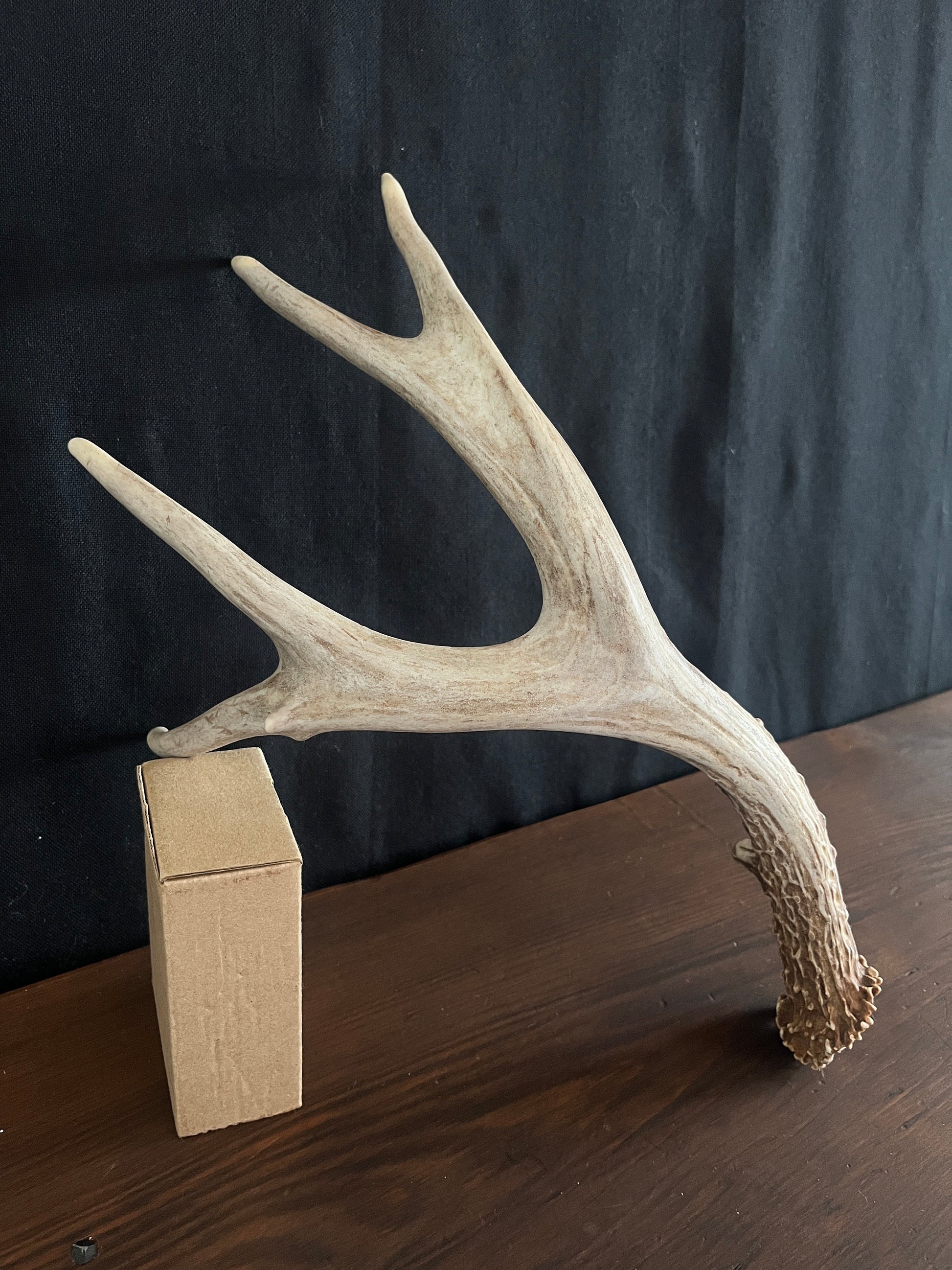 Deer antler - Large Mule deer. Beautiful, Elegant decor item. Crafting, Decor and Interior Design