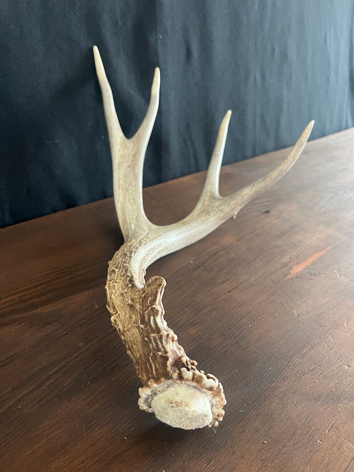 Deer antler - Large Mule deer. Beautiful, Elegant decor item. Crafting, Decor and Interior Design