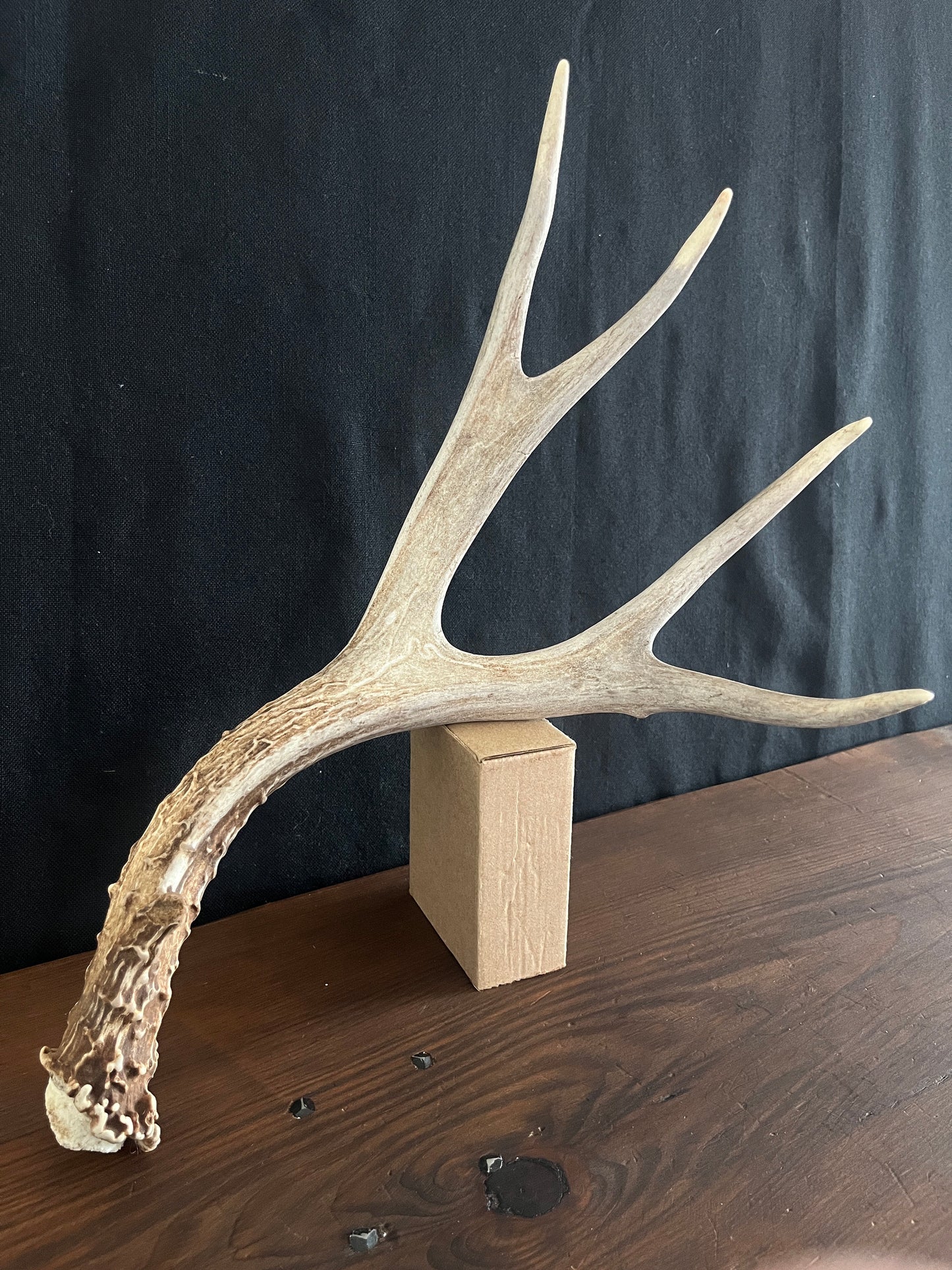 Deer antler - Large Mule deer. Beautiful, Elegant decor item. Crafting, Decor and Interior Design