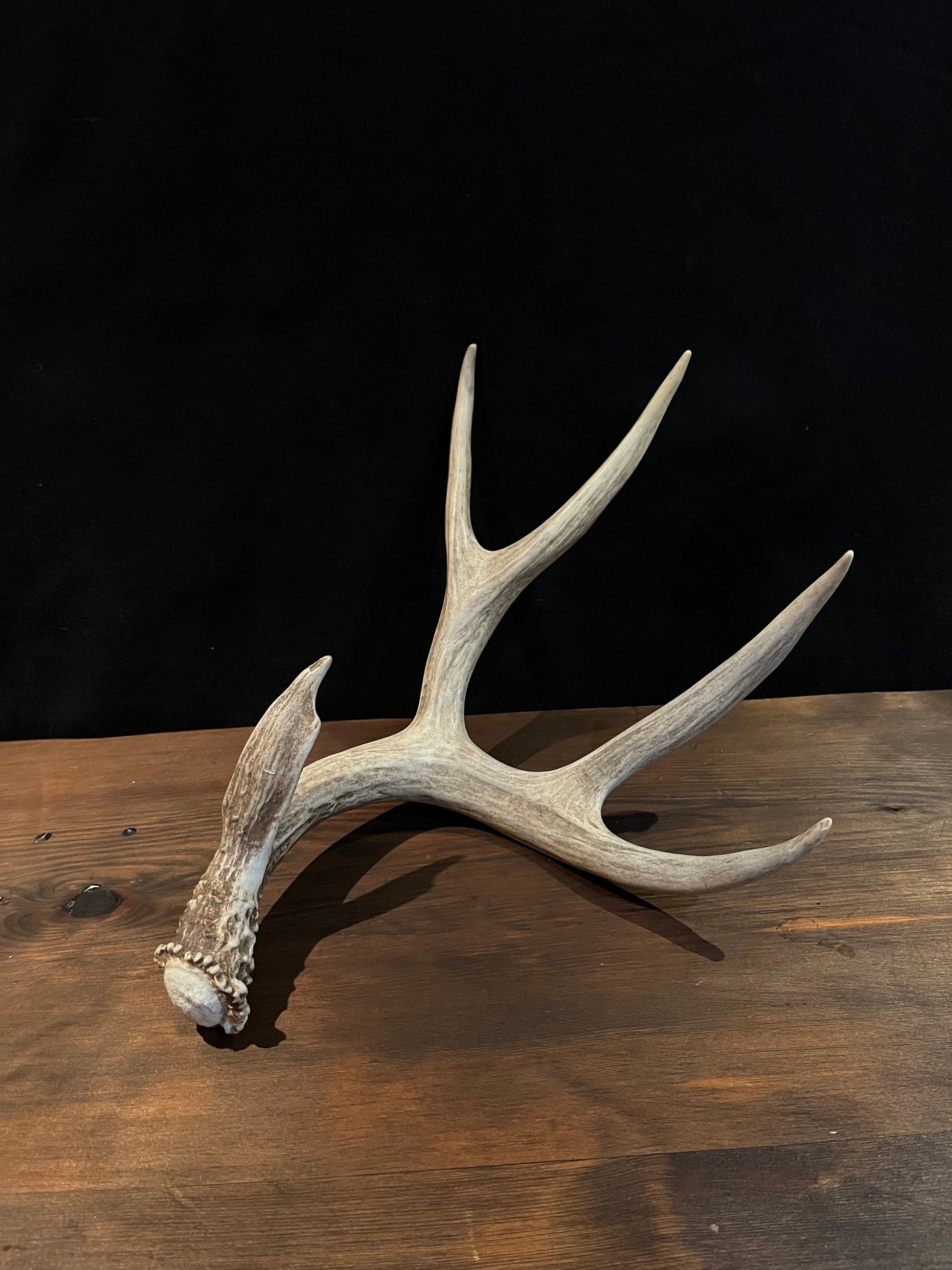 Mule deer - Large Brown Mule deer. Fresh with Bladed Brow Point. Rustic style decoration, Crafting and more