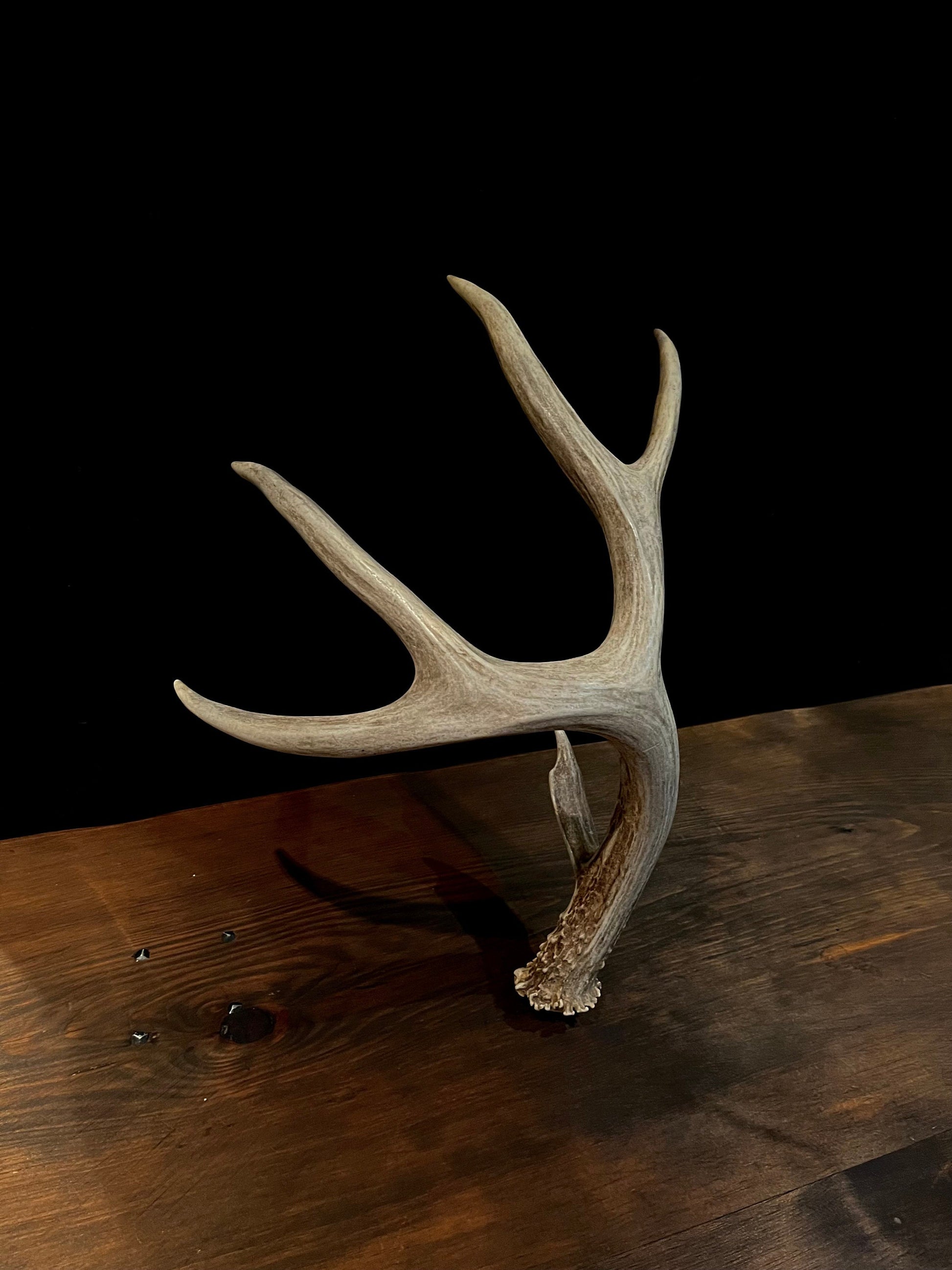 Mule deer - Large Brown Mule deer. Fresh with Bladed Brow Point. Rustic style decoration, Crafting and more