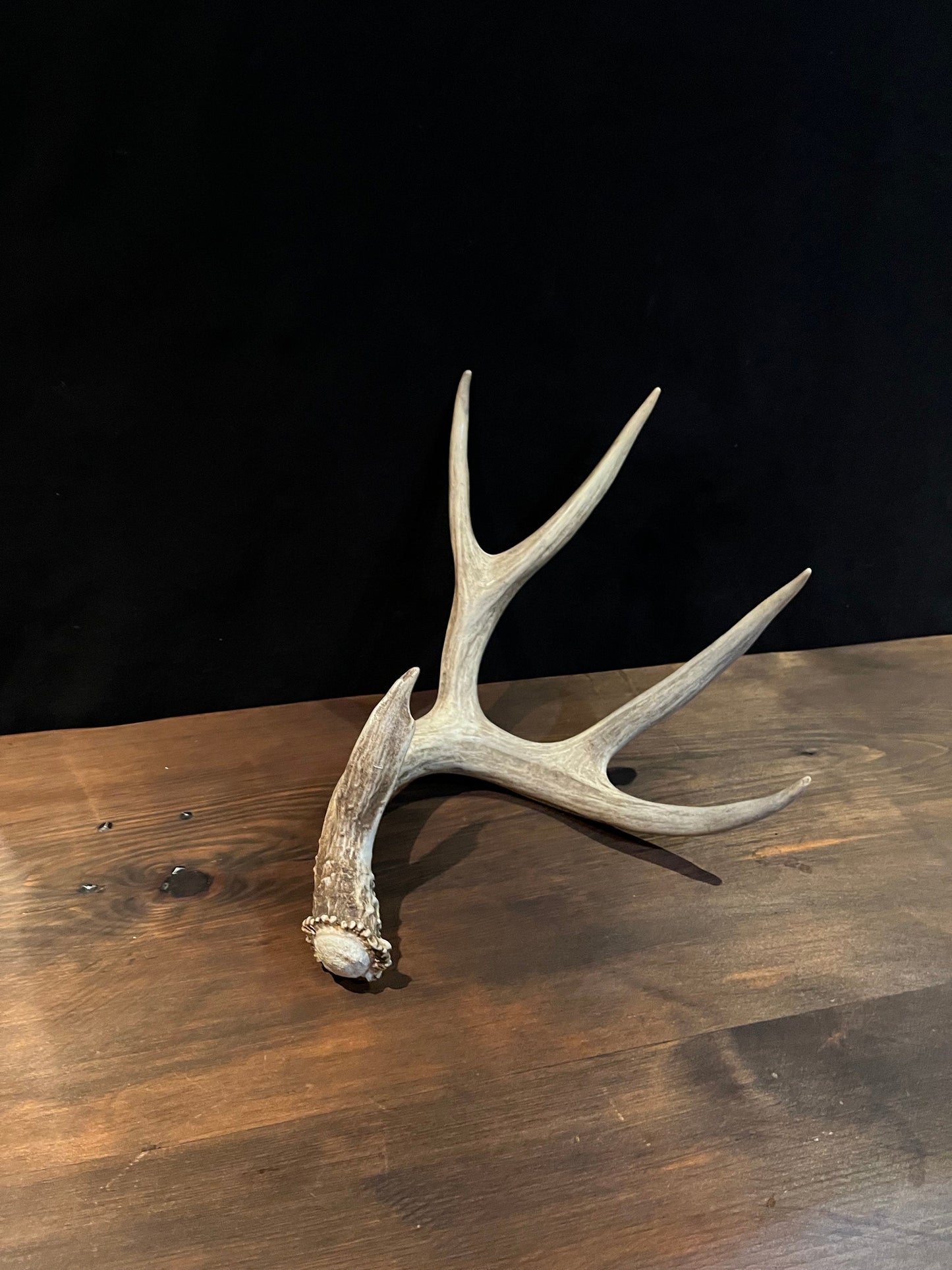 Mule deer - Large Brown Mule deer. Fresh with Bladed Brow Point. Rustic style decoration, Crafting and more