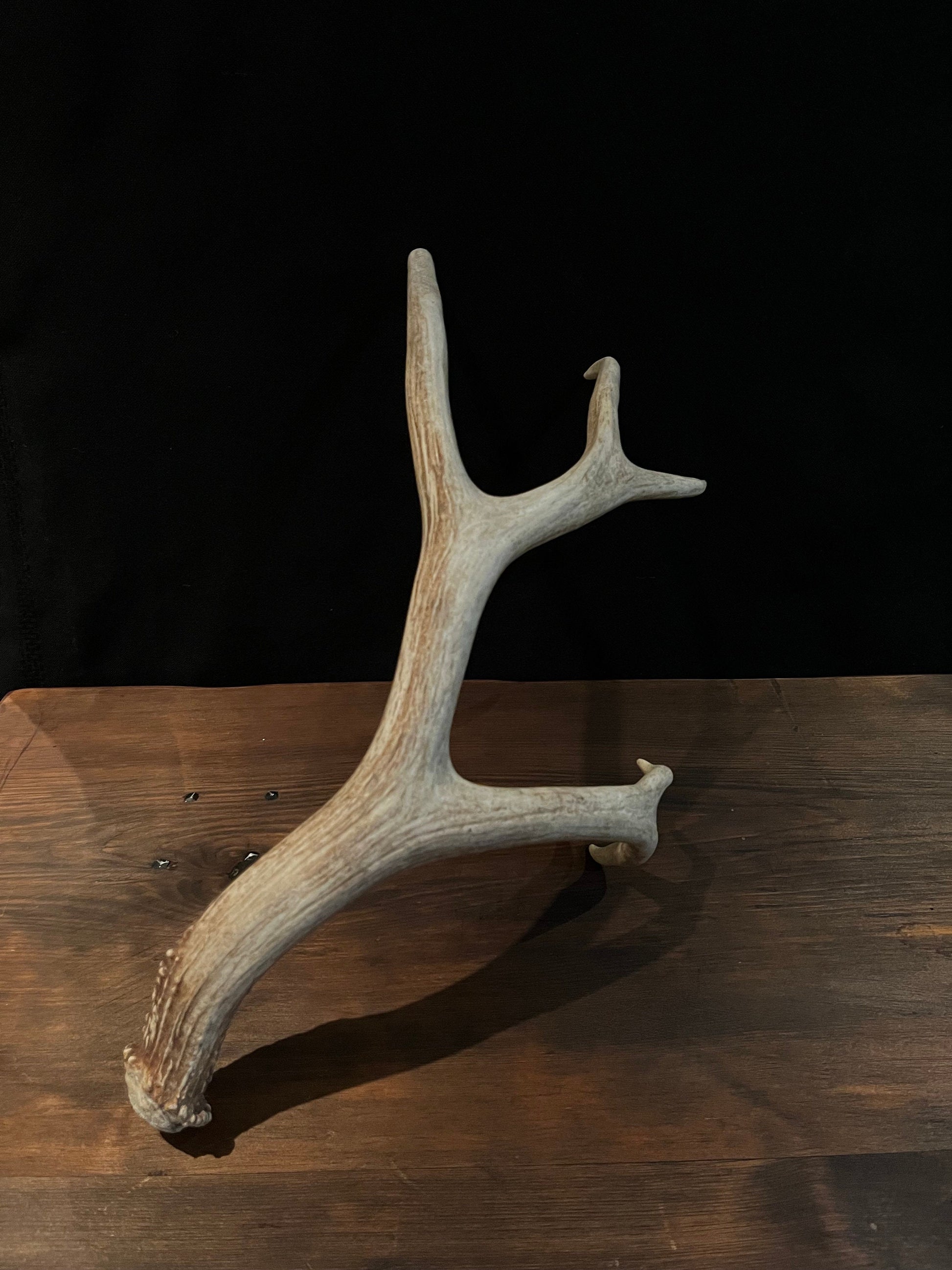 Mule Deer Antler. Large 5 point. Great for Decoration, Interior Design, Rustic / Modern Farmhouse and more.