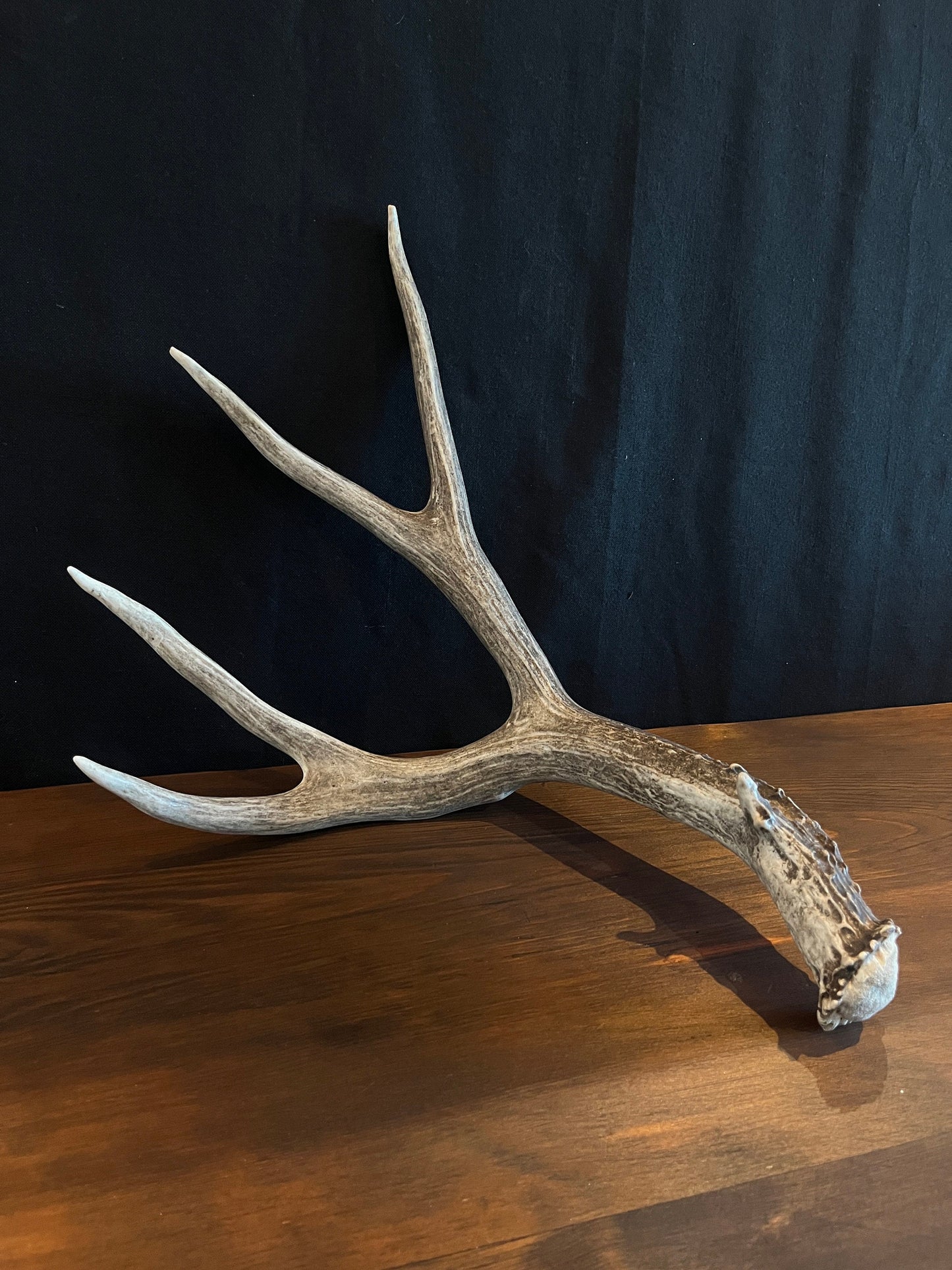 Dark Brown Mule deer antler. Large, Rustic style decoration. Cabin and Farm decor centrepiece.