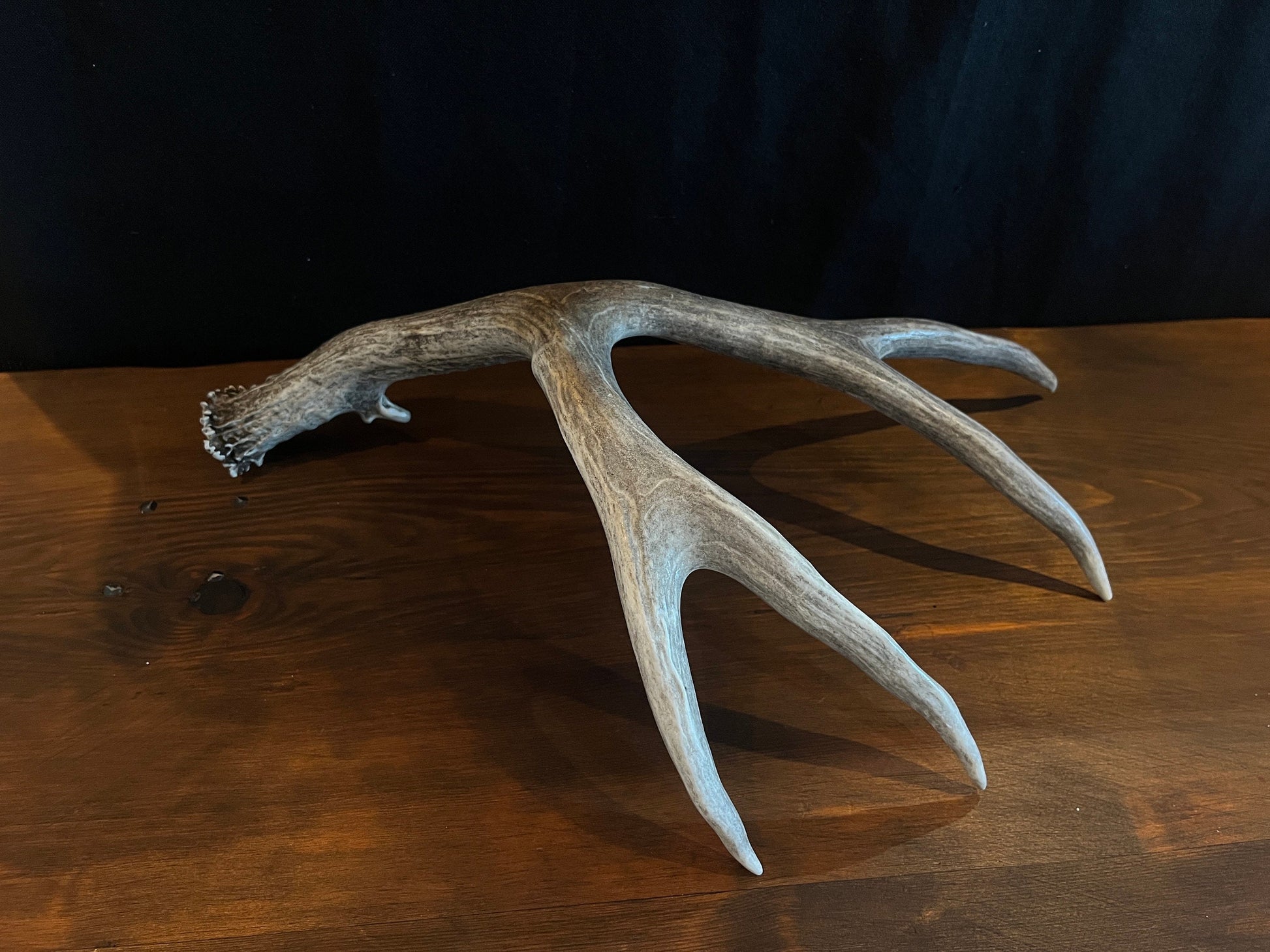 Dark Brown Mule deer antler. Large, Rustic style decoration. Cabin and Farm decor centrepiece.