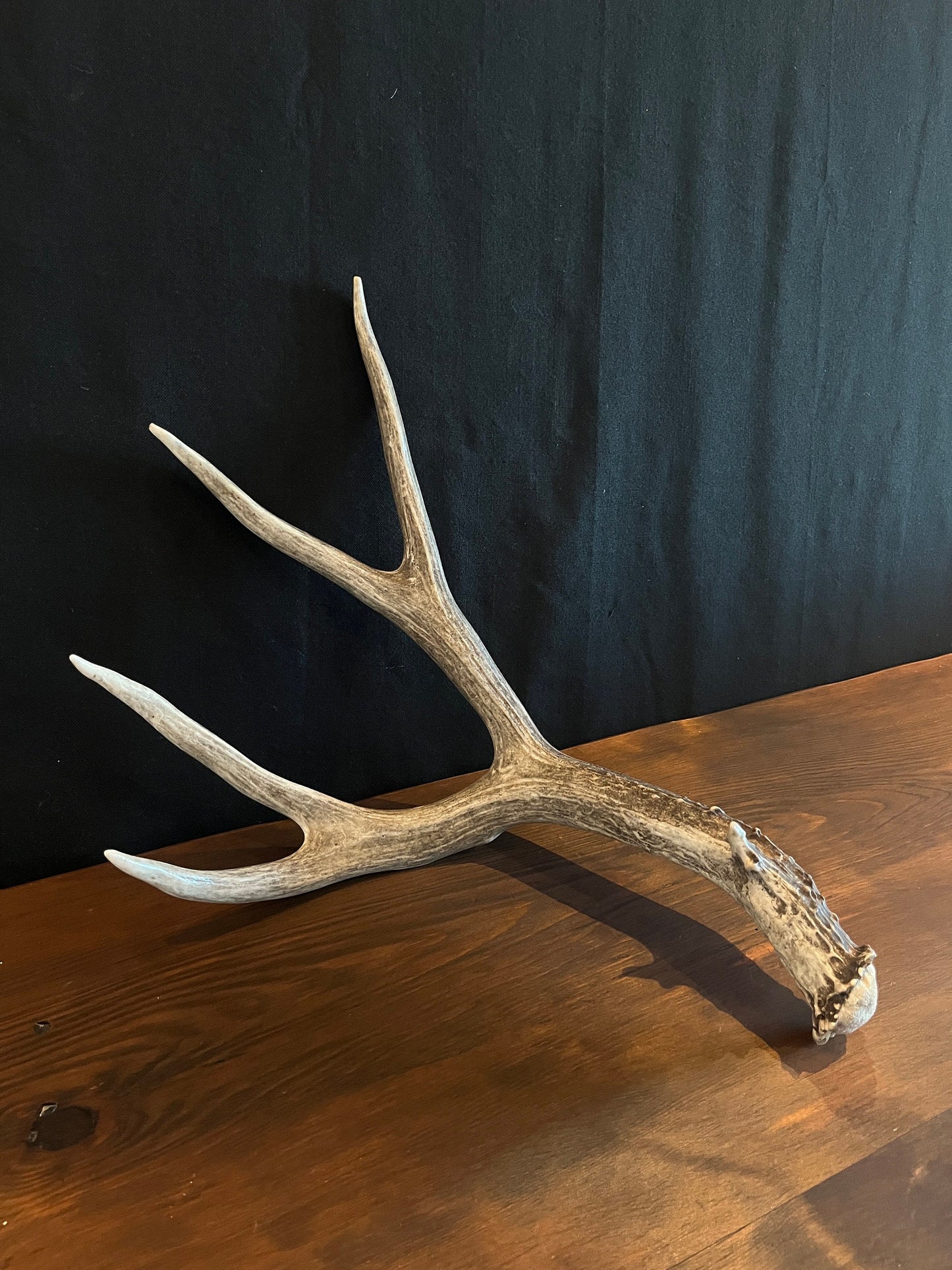 Dark Brown Mule deer antler. Large, Rustic style decoration. Cabin and Farm decor centrepiece.