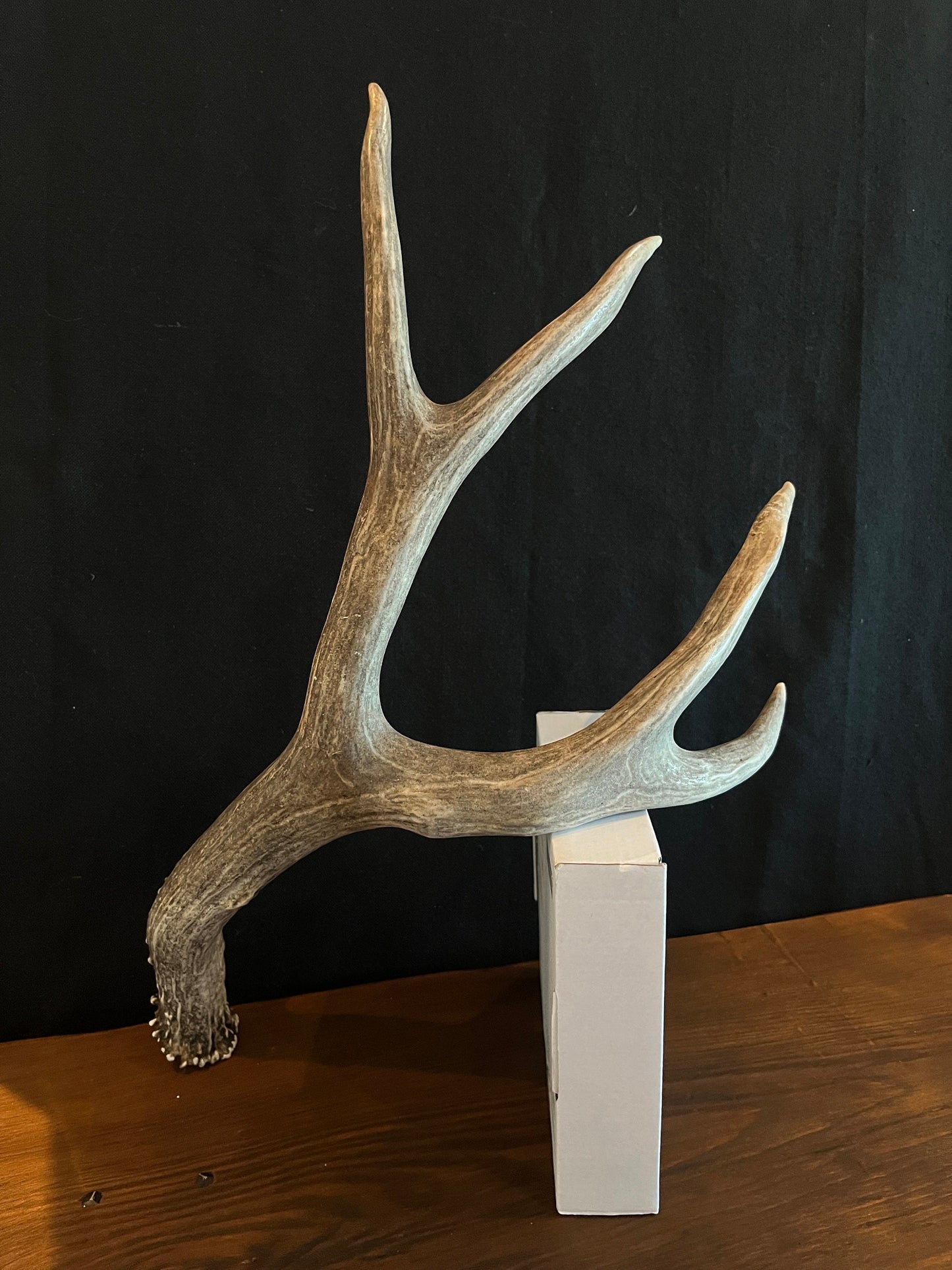 Dark Brown Mule deer antler. Large, Rustic style decoration. Cabin and Farm decor centrepiece.