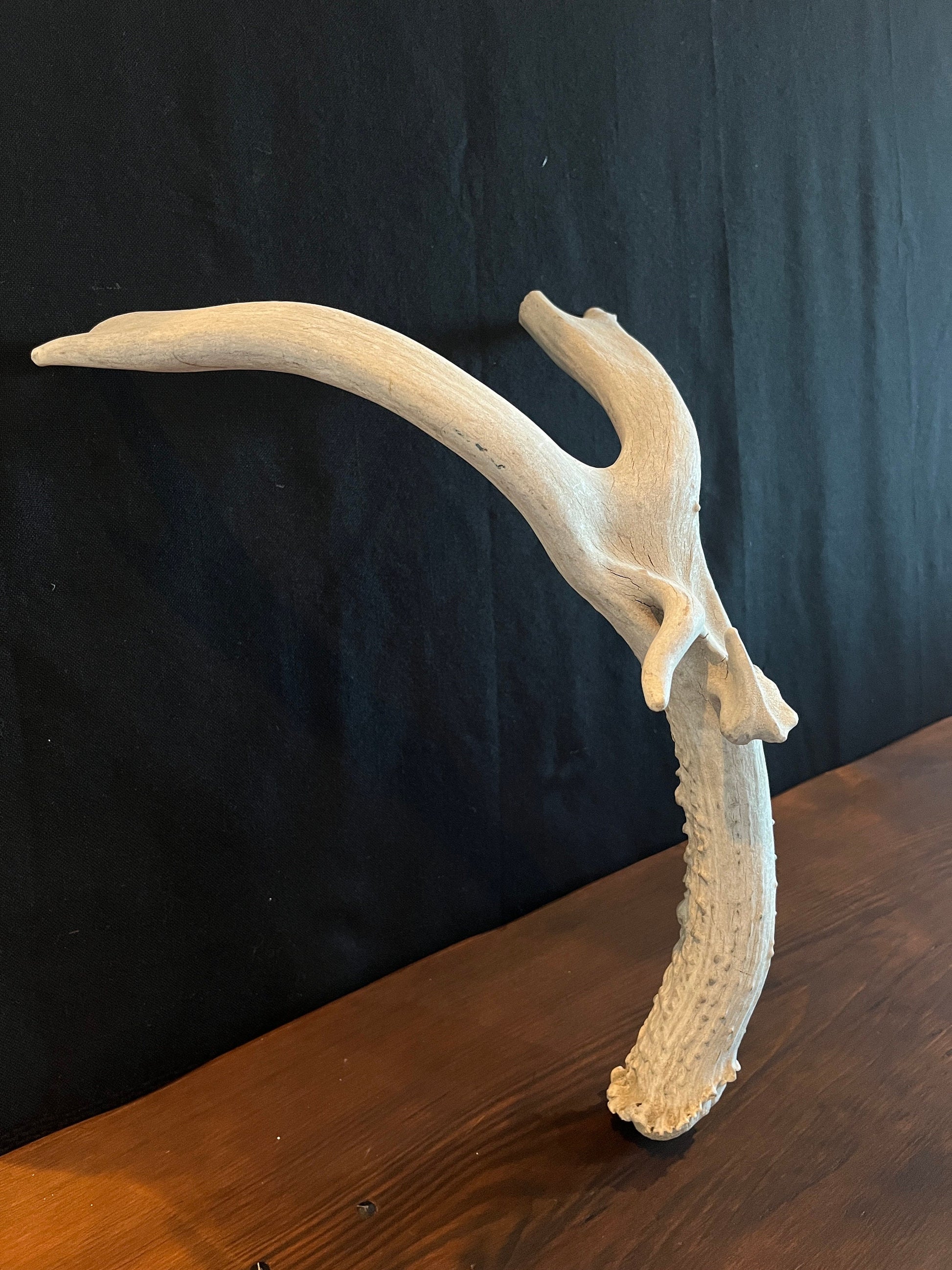 Natural Mule Deer Antler. Atypical Mule Deer Antler for Crafting, Decor and More