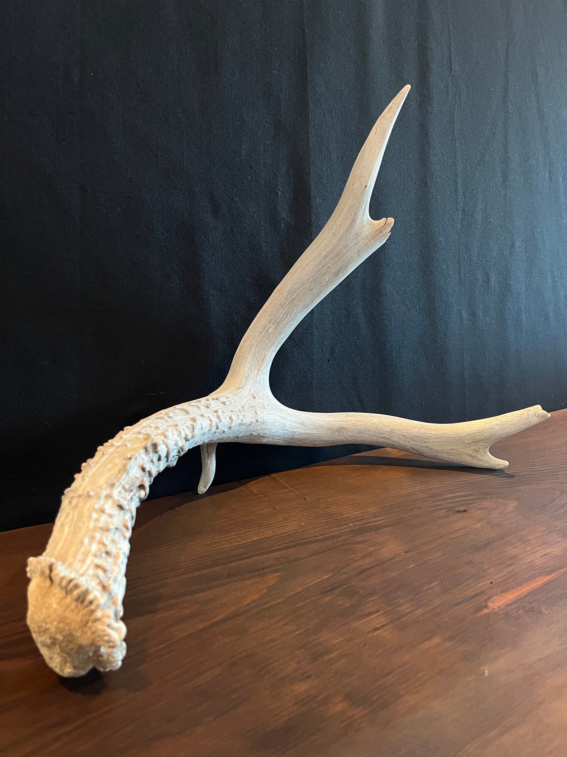 Natural Mule Deer Antler. Atypical Mule Deer Antler for Crafting, Decor and More