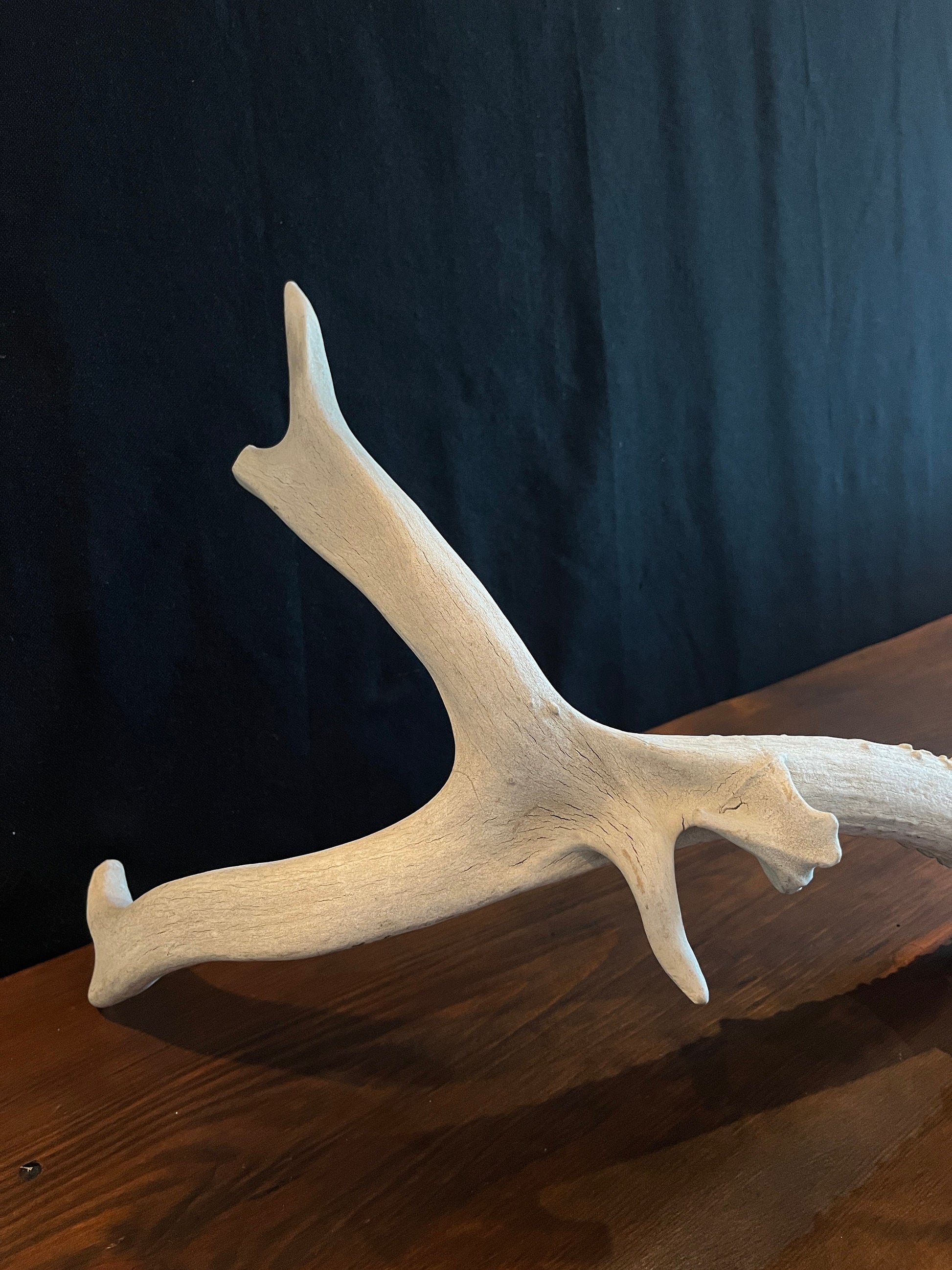 Natural Mule Deer Antler. Atypical Mule Deer Antler for Crafting, Decor and More