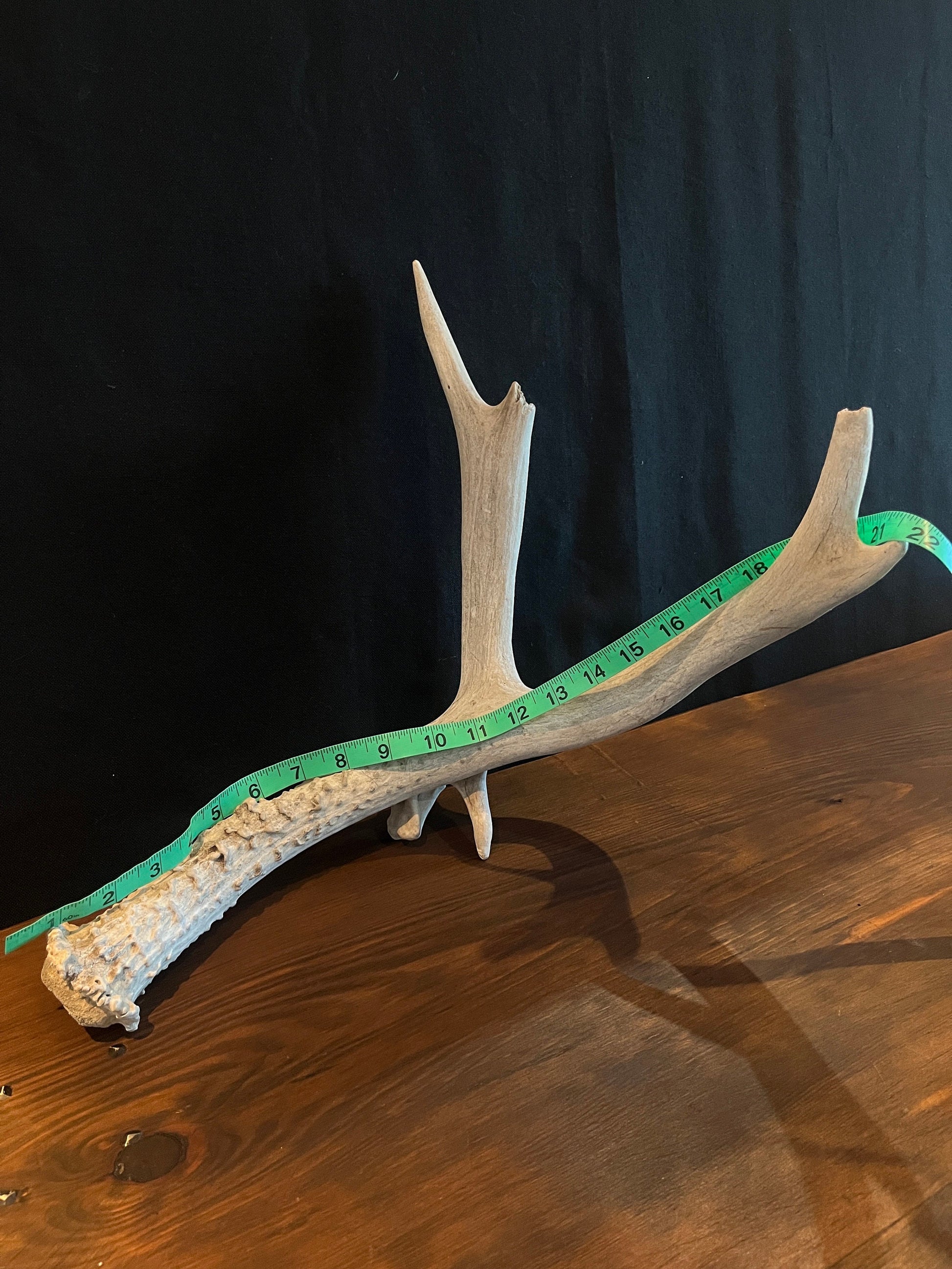 Natural Mule Deer Antler. Atypical Mule Deer Antler for Crafting, Decor and More