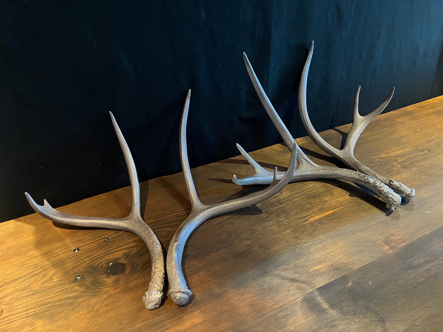 4 Deer antlers. Painted Mule Deer Sheed Antlers. Medium, bronze-sparkle antlers for rustic, farmhouse, winter, and holiday decor.