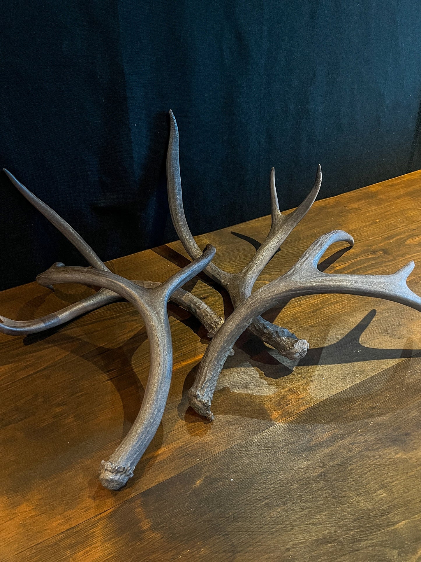 4 Deer antlers. Painted Mule Deer Sheed Antlers. Medium, bronze-sparkle antlers for rustic, farmhouse, winter, and holiday decor.