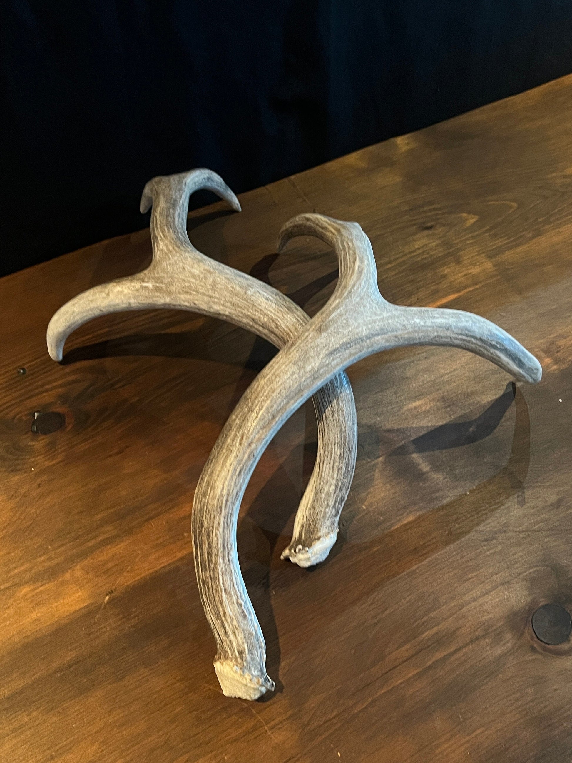 Mule deer antlers. Medium sized. Naturally shed. Decor. Crafting