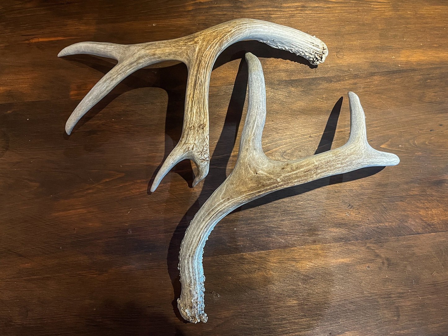 Pair of Canadian Mule Deer Antlers for Crafting, Decor, and More.