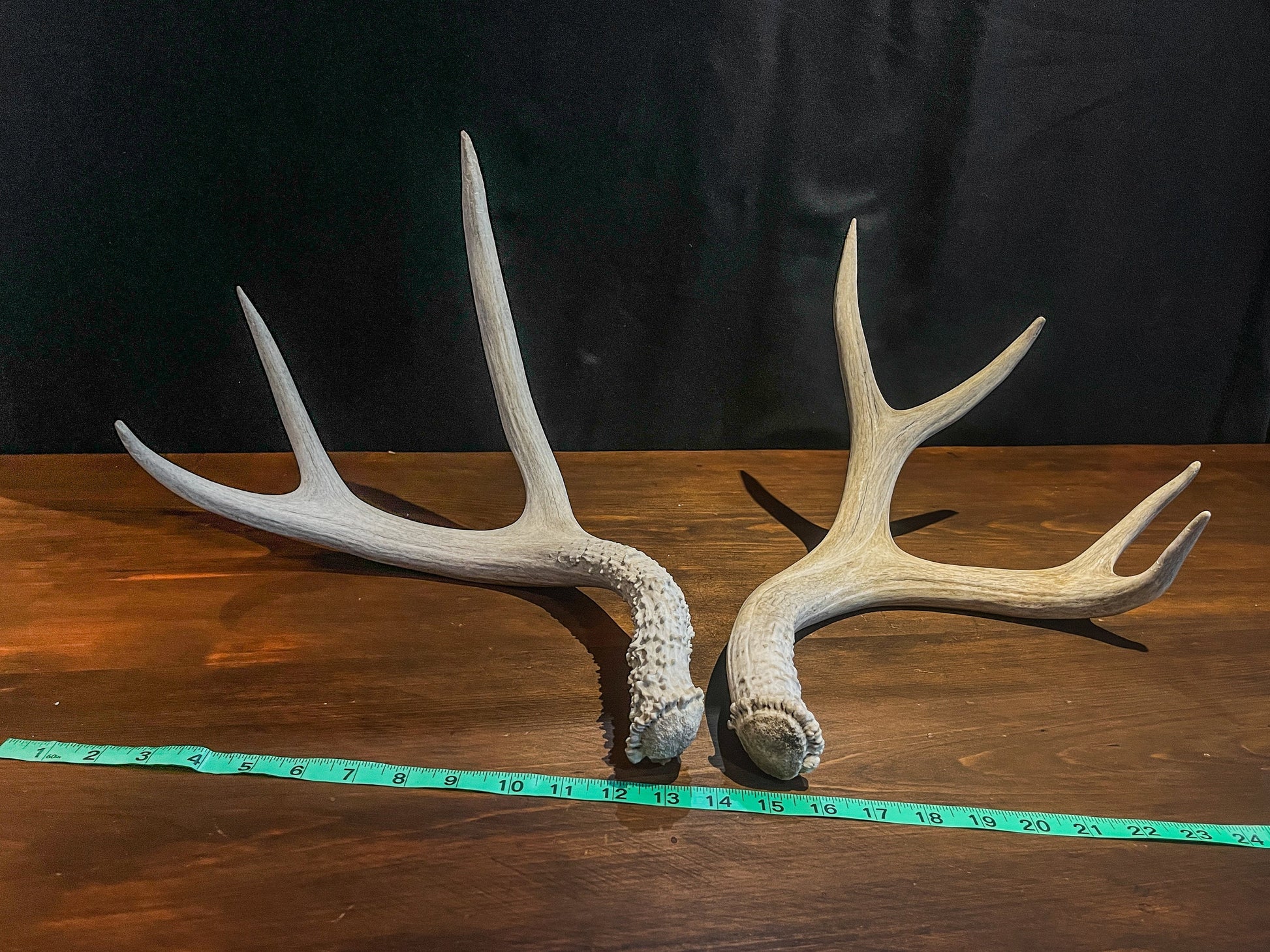 Pair of Canadian Mule Deer Antlers for Crafting, Decor, and More.