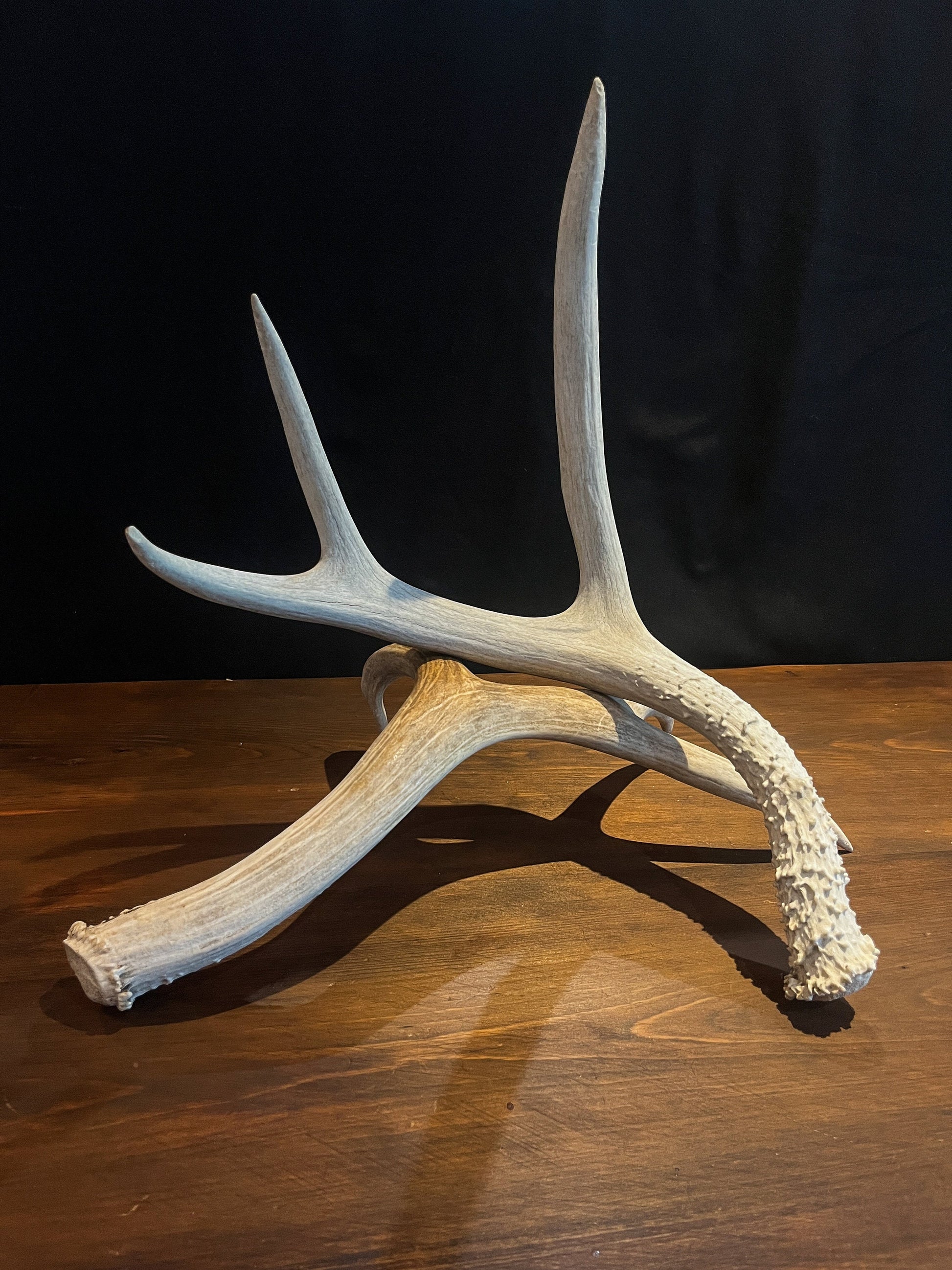 Pair of Canadian Mule Deer Antlers for Crafting, Decor, and More.