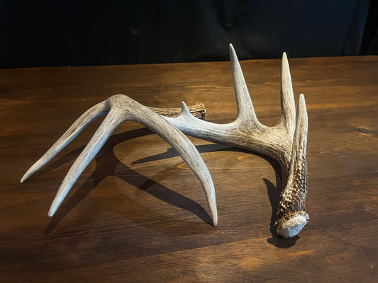 Deer Antlers - matched Whitetailed deer set. Pair of Antlers from an Alberta Whitetail deer.