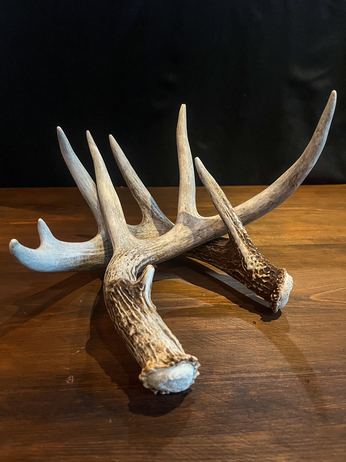 Deer Antlers - matched Whitetailed deer set. Pair of Antlers from an Alberta Whitetail deer.