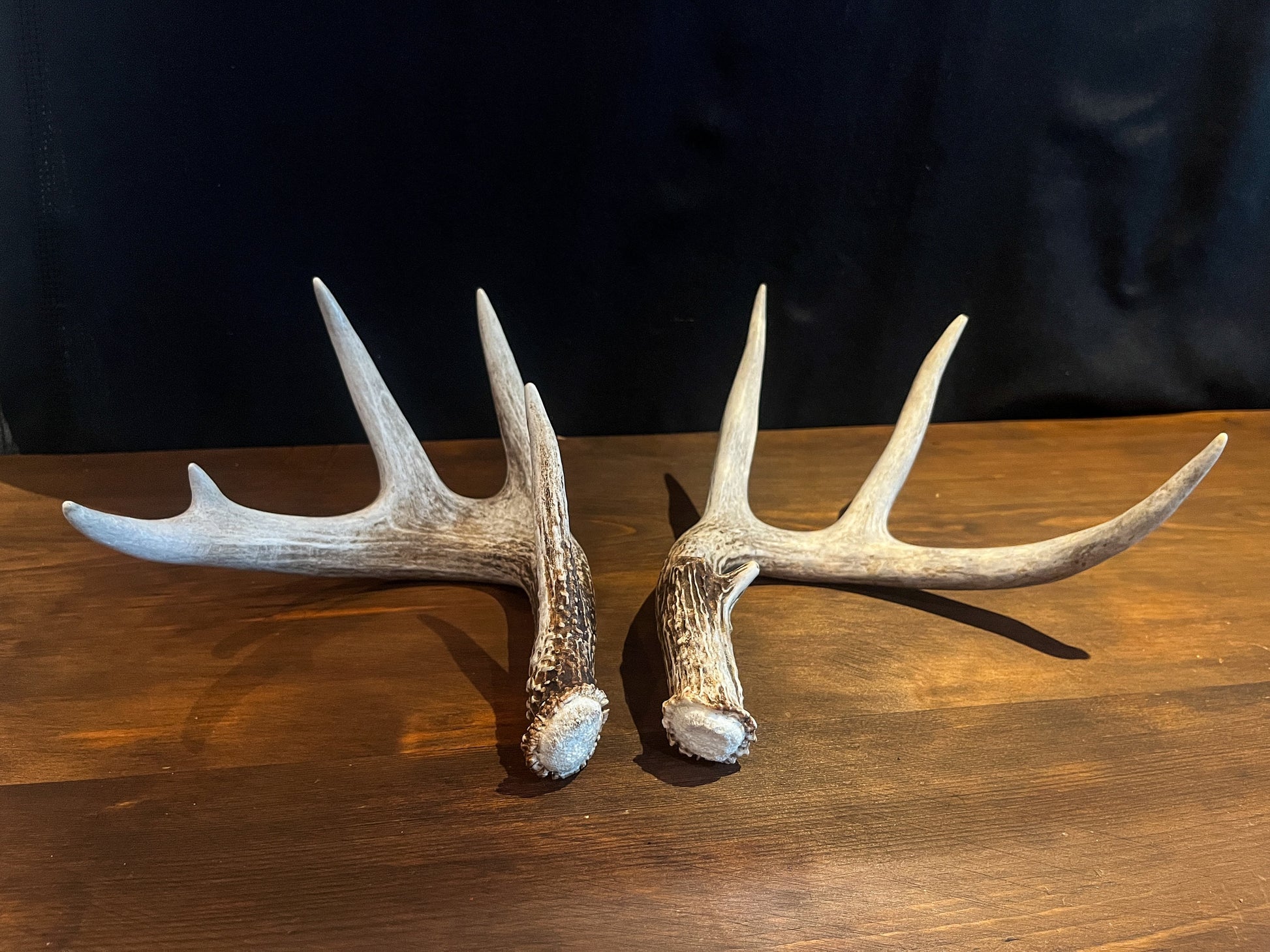 Deer Antlers - matched Whitetailed deer set. Pair of Antlers from an Alberta Whitetail deer.