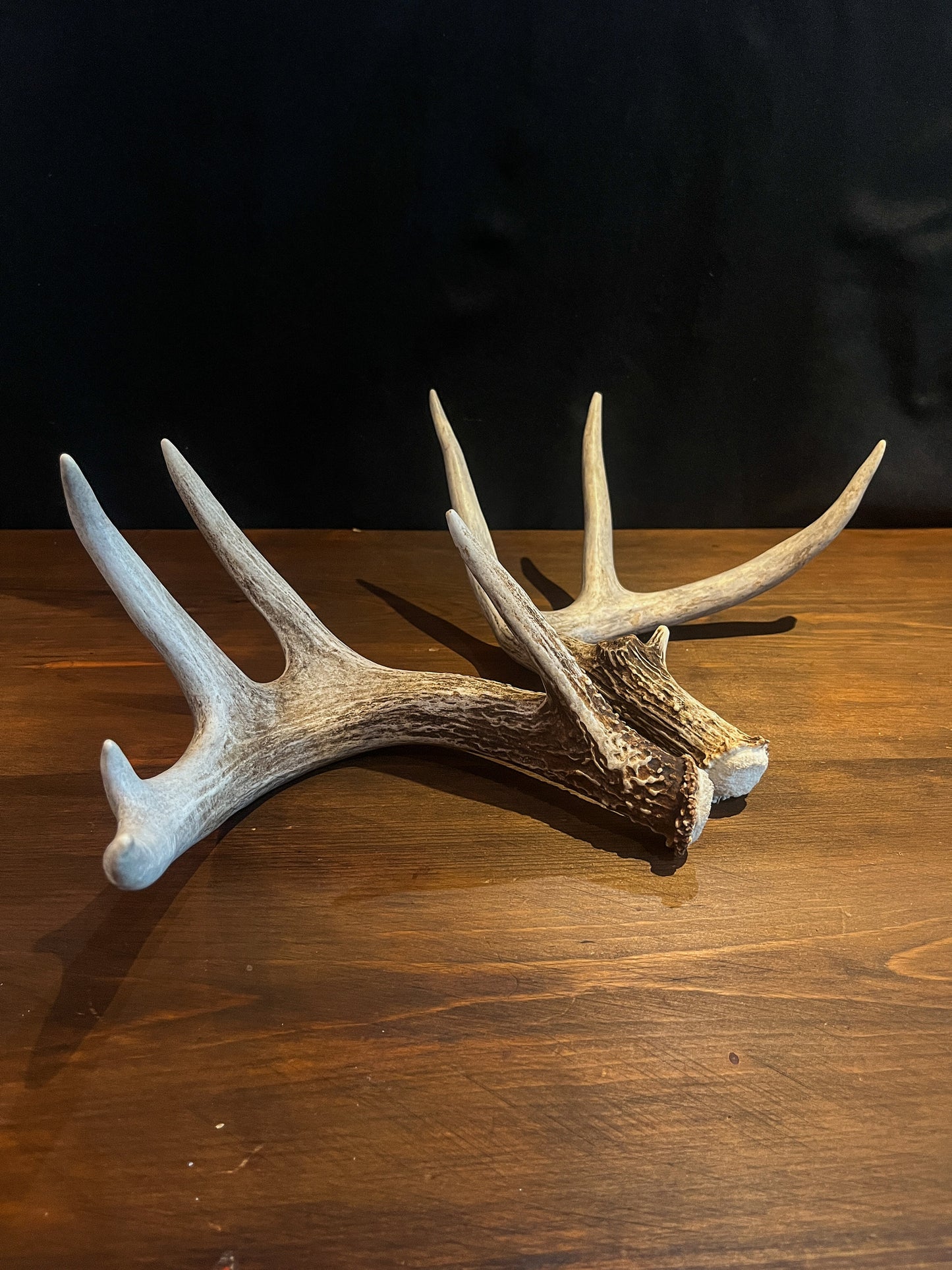 Deer Antlers - matched Whitetailed deer set. Pair of Antlers from an Alberta Whitetail deer.