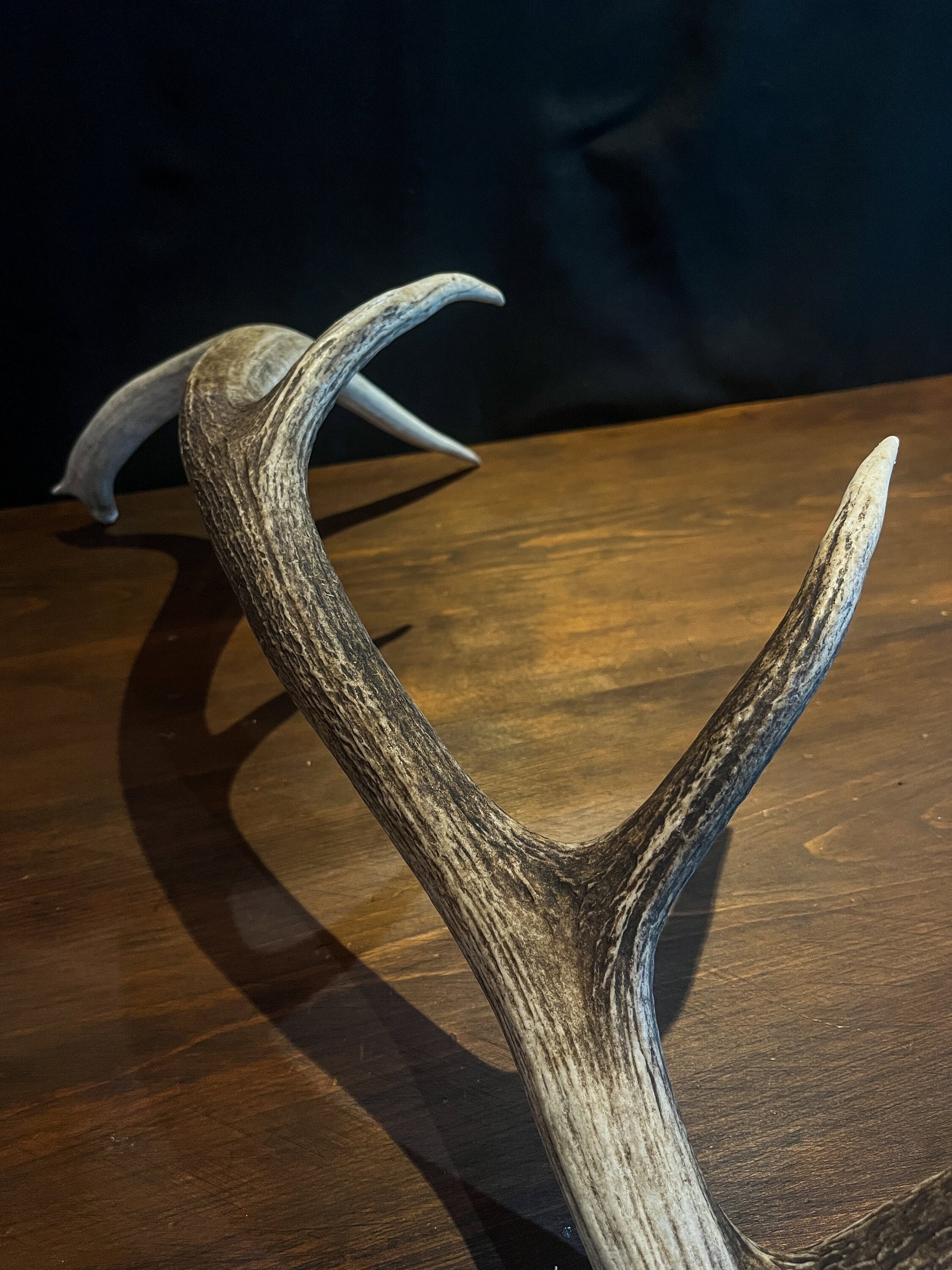 Wild Canadian Elk Shed. Antler Decor Piece, Crafting Item. Terrarium. Antler.