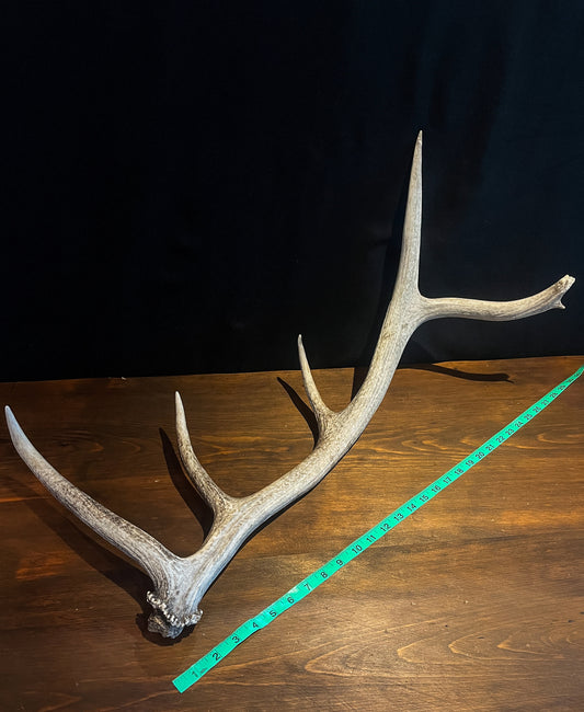 Wild Canadian Elk Shed. Antler Decor Piece, Crafting Item. Terrarium. Antler.