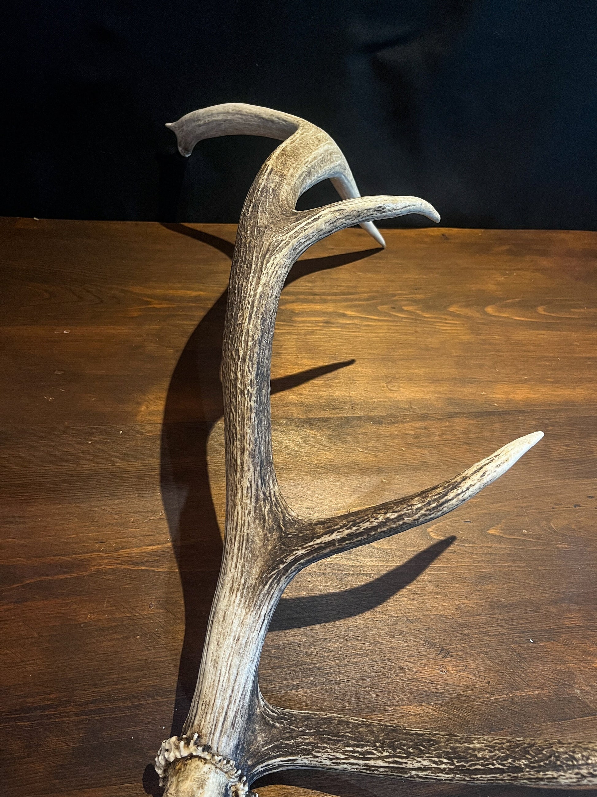 Wild Canadian Elk Shed. Antler Decor Piece, Crafting Item. Terrarium. Antler.