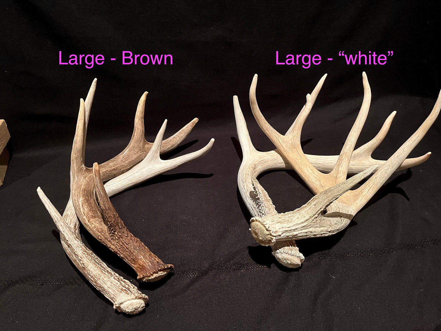 Natural White-tail Deer Antlers. ANY SIZE. Crafting, Decorations and So Much More. Highest Quality, Naturally Shed