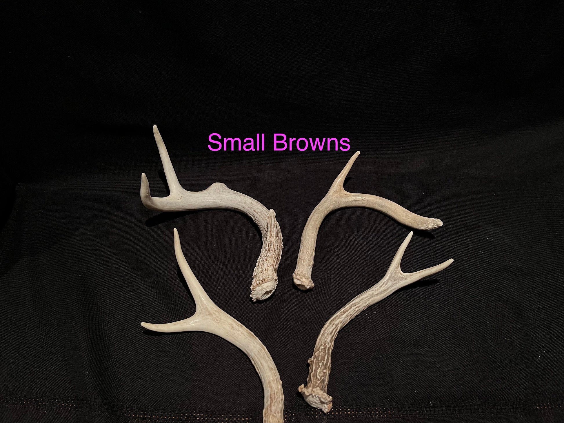 Natural White-tail Deer Antlers. ANY SIZE. Crafting, Decorations and So Much More. Highest Quality, Naturally Shed