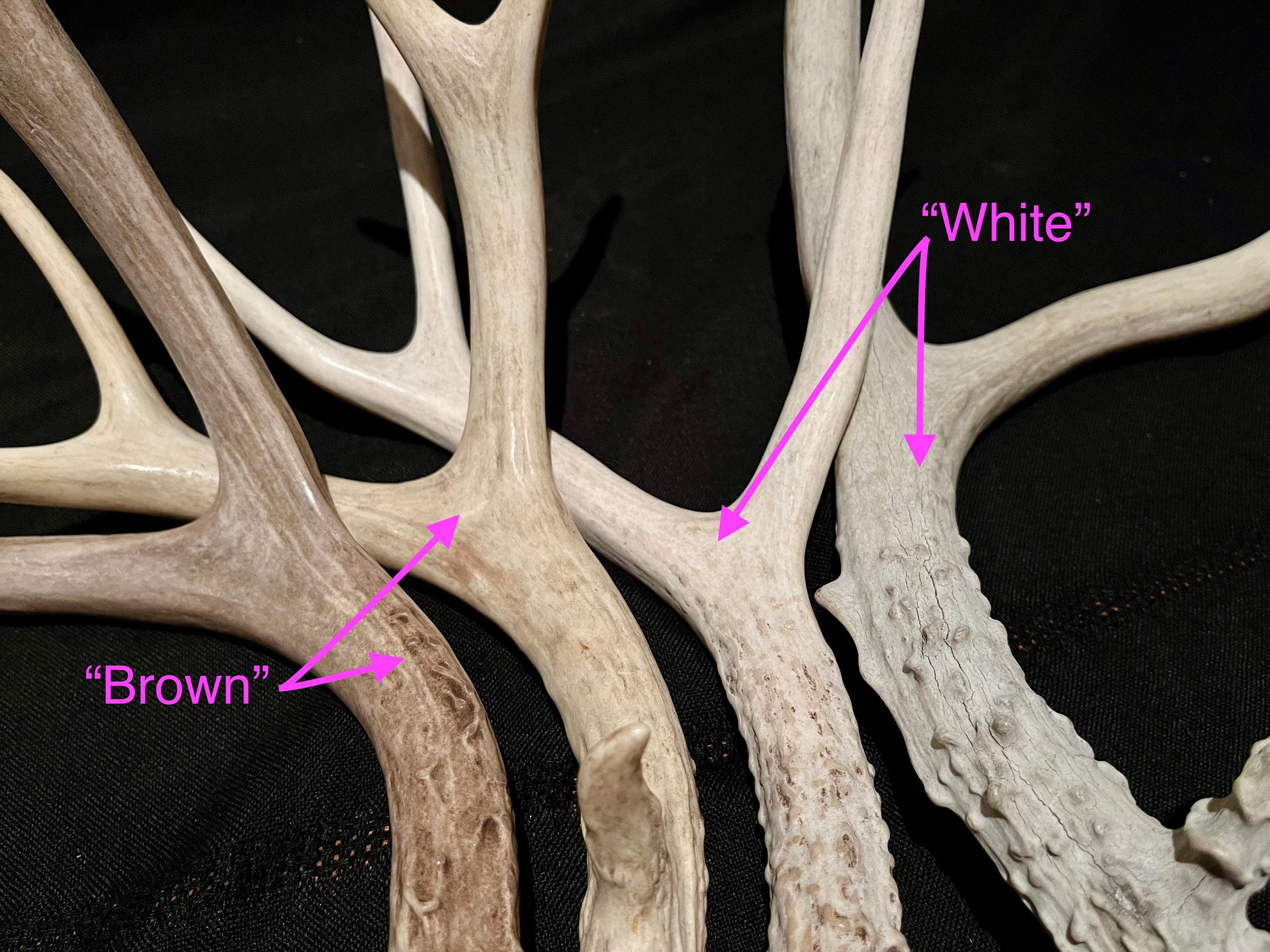 Natural Mule Deer Antlers. FRESH finds, ANY SIZE. Crafting. Decor & Much More