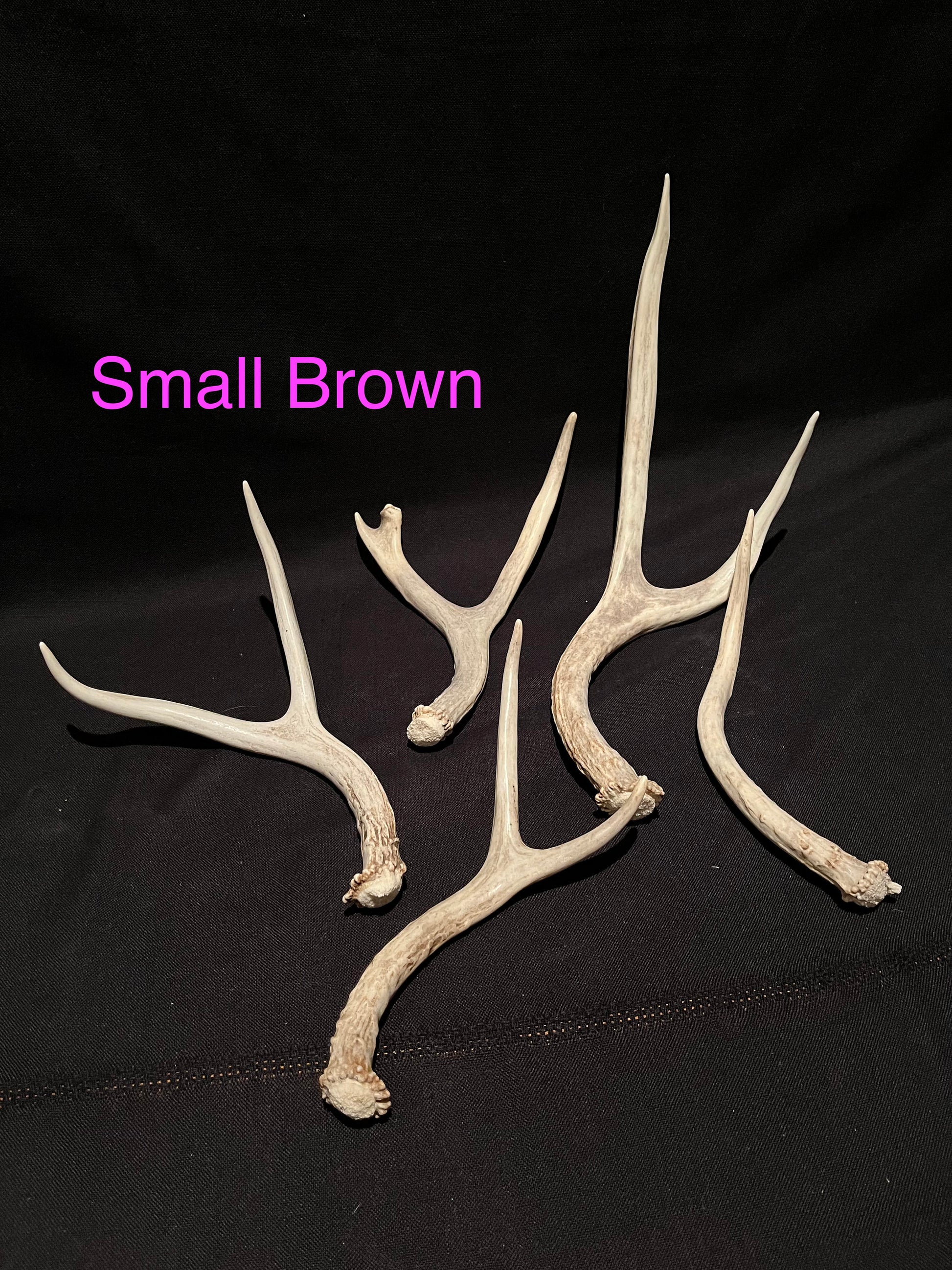 Natural Mule Deer Antlers. FRESH finds, ANY SIZE. Crafting. Decor & Much More