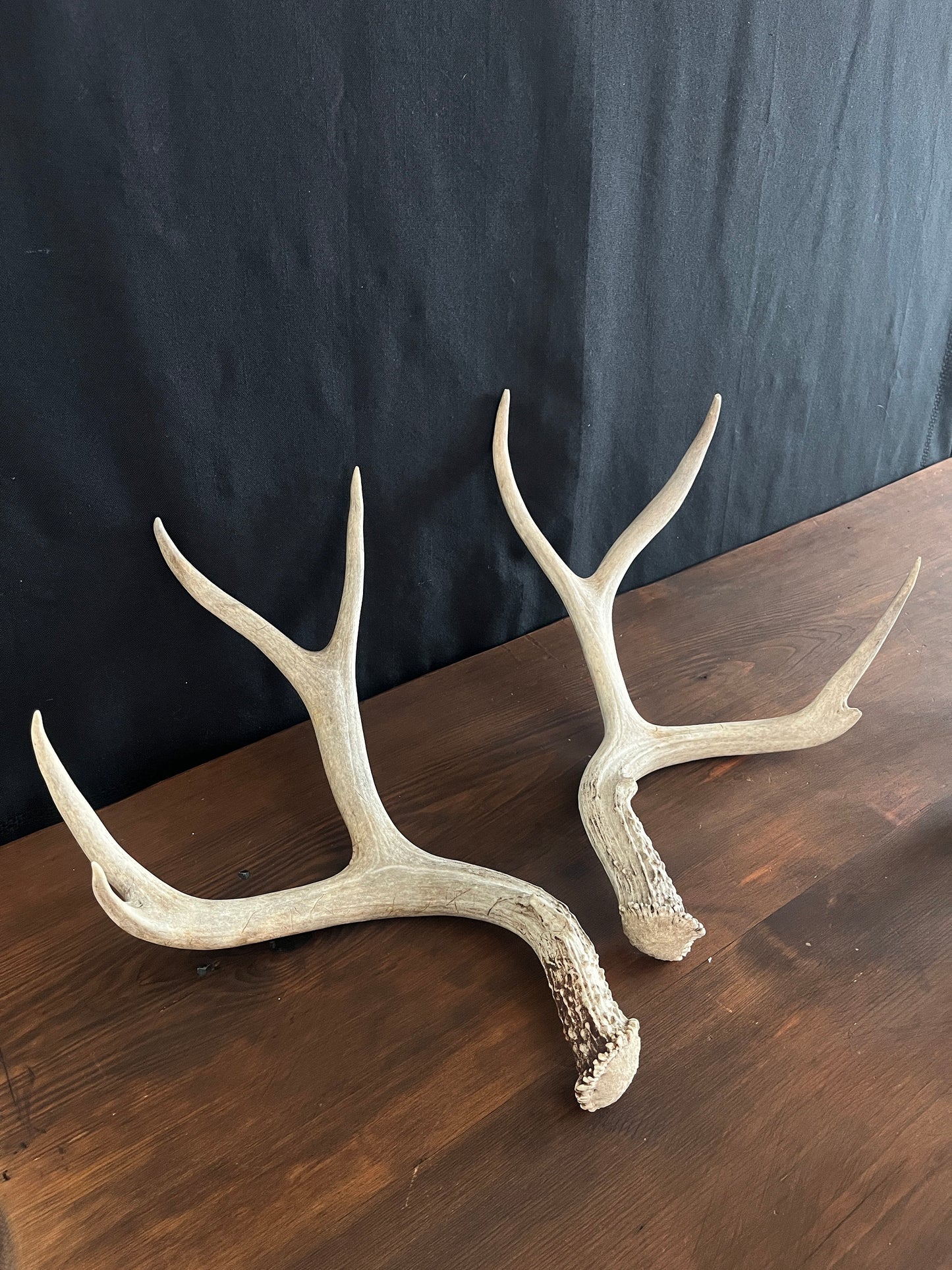 Set of Large Mule Deer Antlers from Alberta, Canada. For Crafting, Decor and More