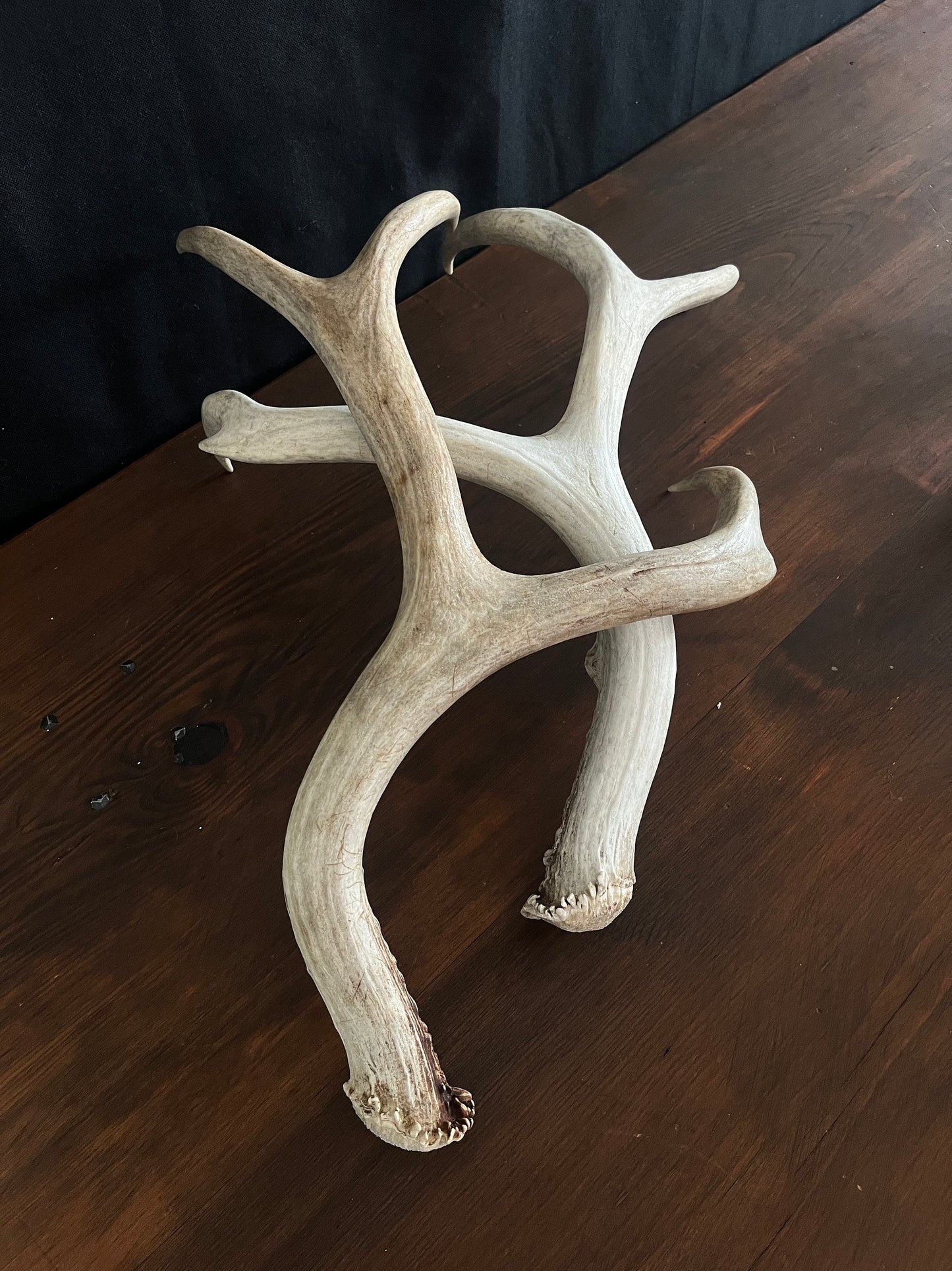 Set of Large Mule Deer Antlers from Alberta, Canada. For Crafting, Decor and More