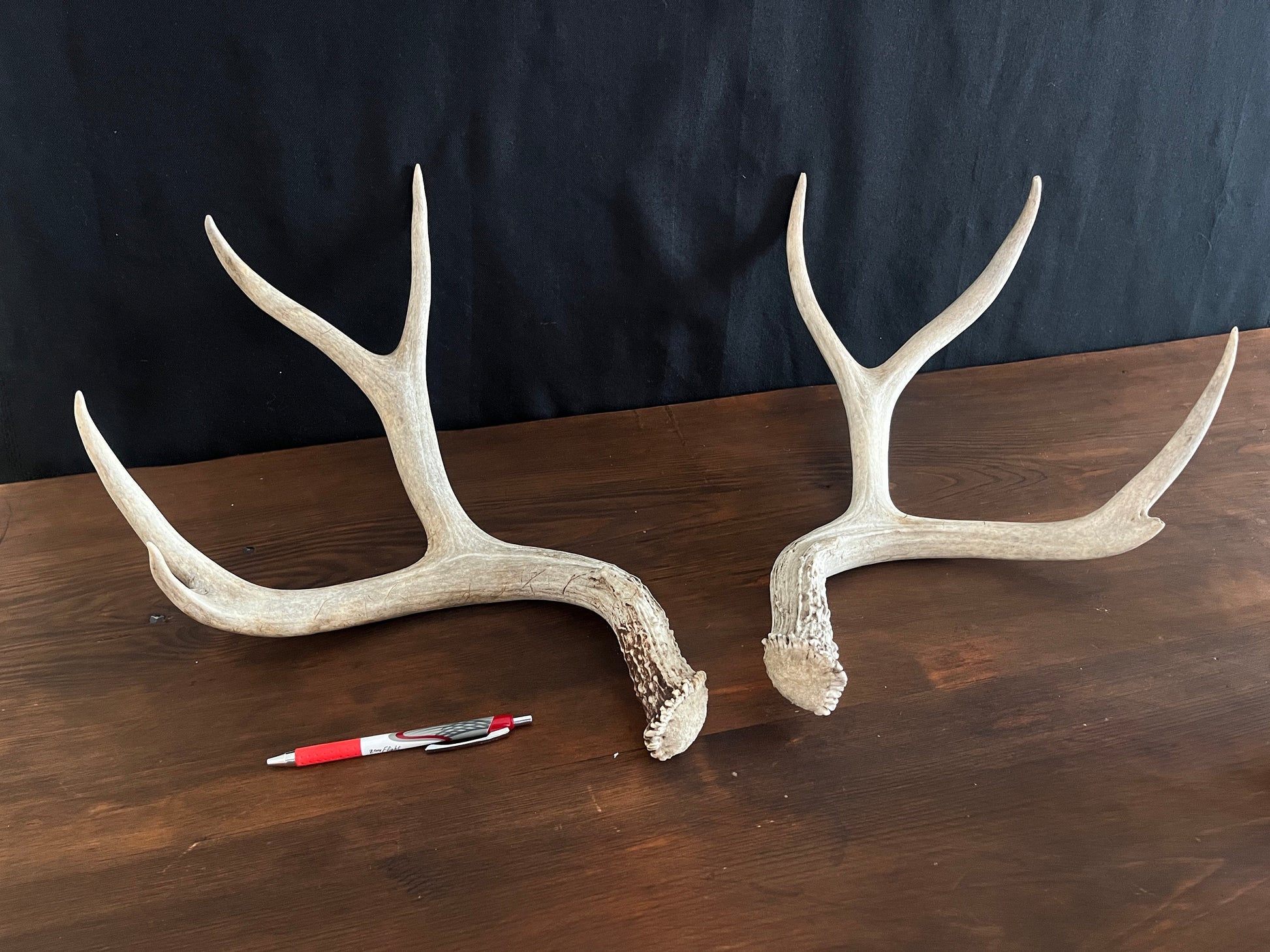 Set of Large Mule Deer Antlers from Alberta, Canada. For Crafting, Decor and More