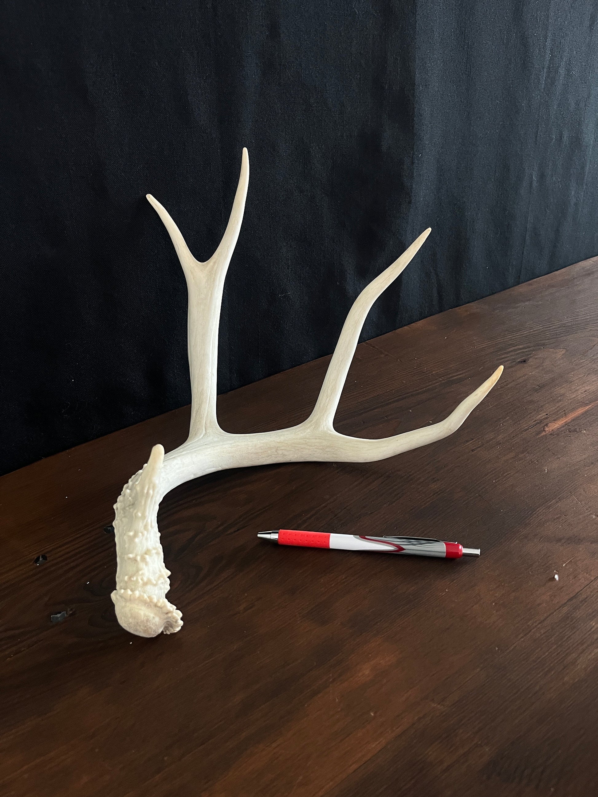 Beautiful Matching Set of Mule Deer Antlers. Rustic style decoration. Perfect for interior design & crafting!