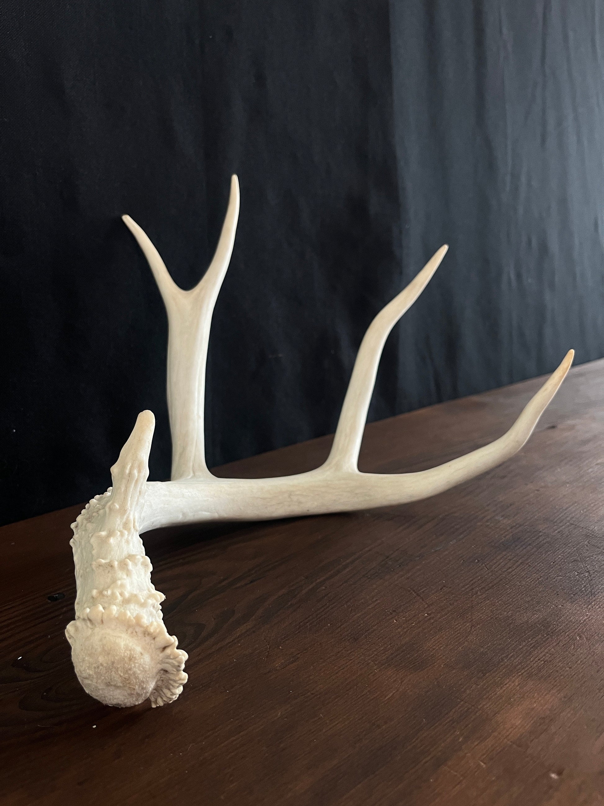 Beautiful Matching Set of Mule Deer Antlers. Rustic style decoration. Perfect for interior design & crafting!