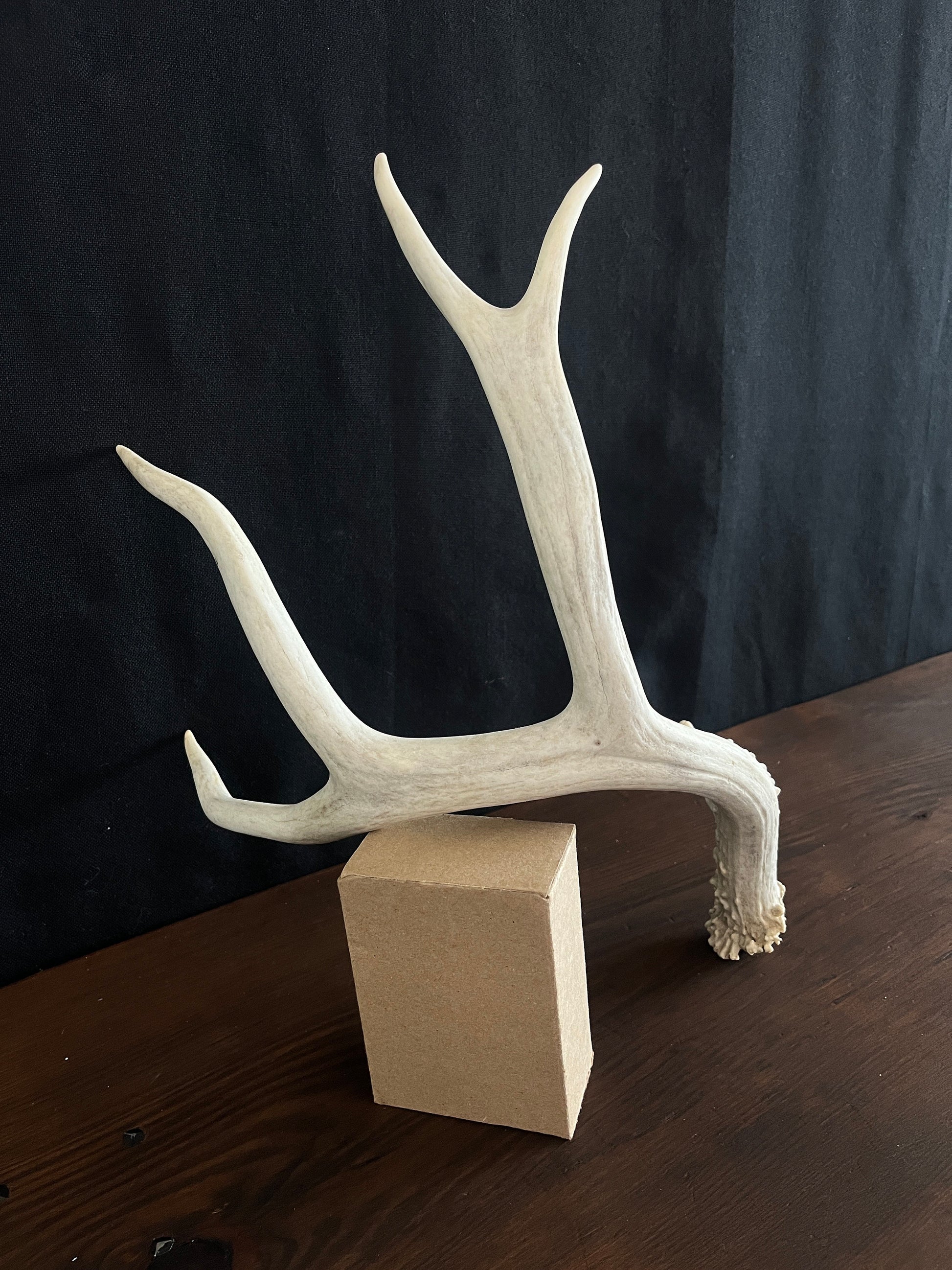 Beautiful Matching Set of Mule Deer Antlers. Rustic style decoration. Perfect for interior design & crafting!