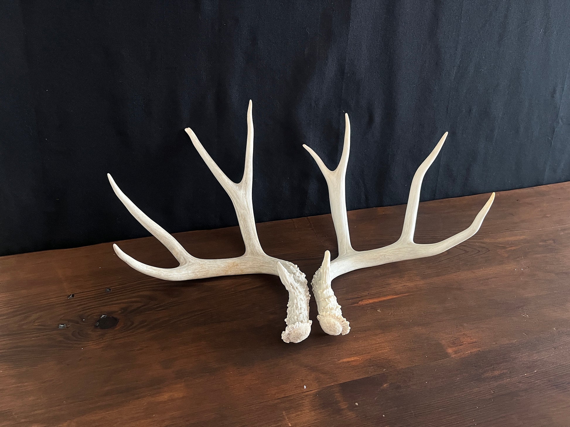 Beautiful Matching Set of Mule Deer Antlers. Rustic style decoration. Perfect for interior design & crafting!