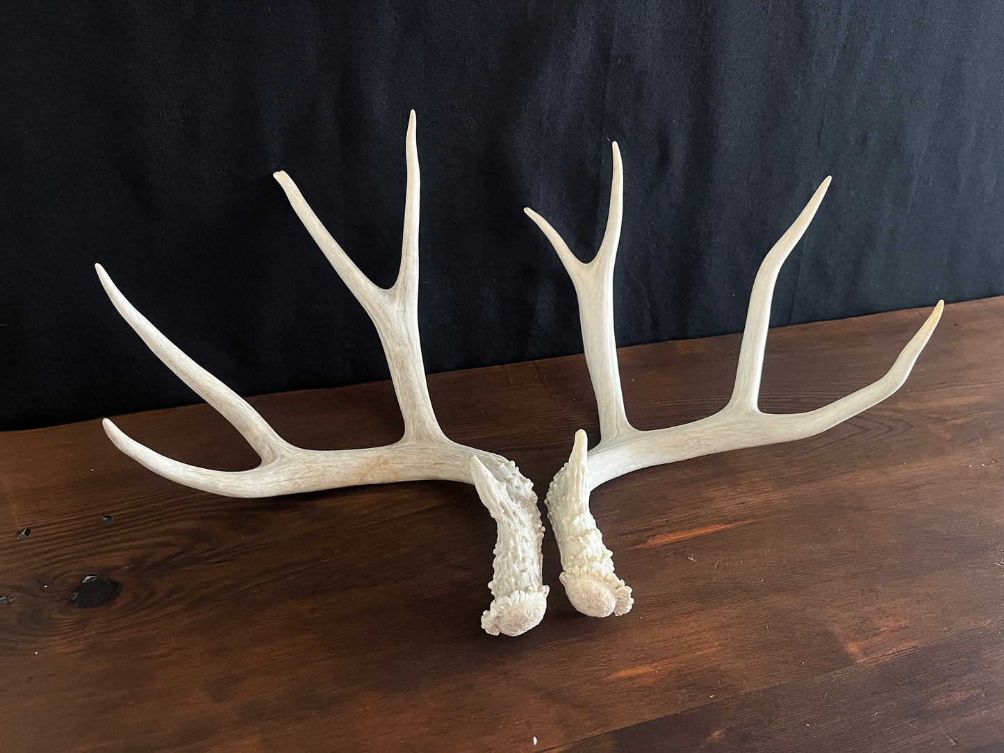 Beautiful Matching Set of Mule Deer Antlers. Rustic style decoration. Perfect for interior design & crafting!