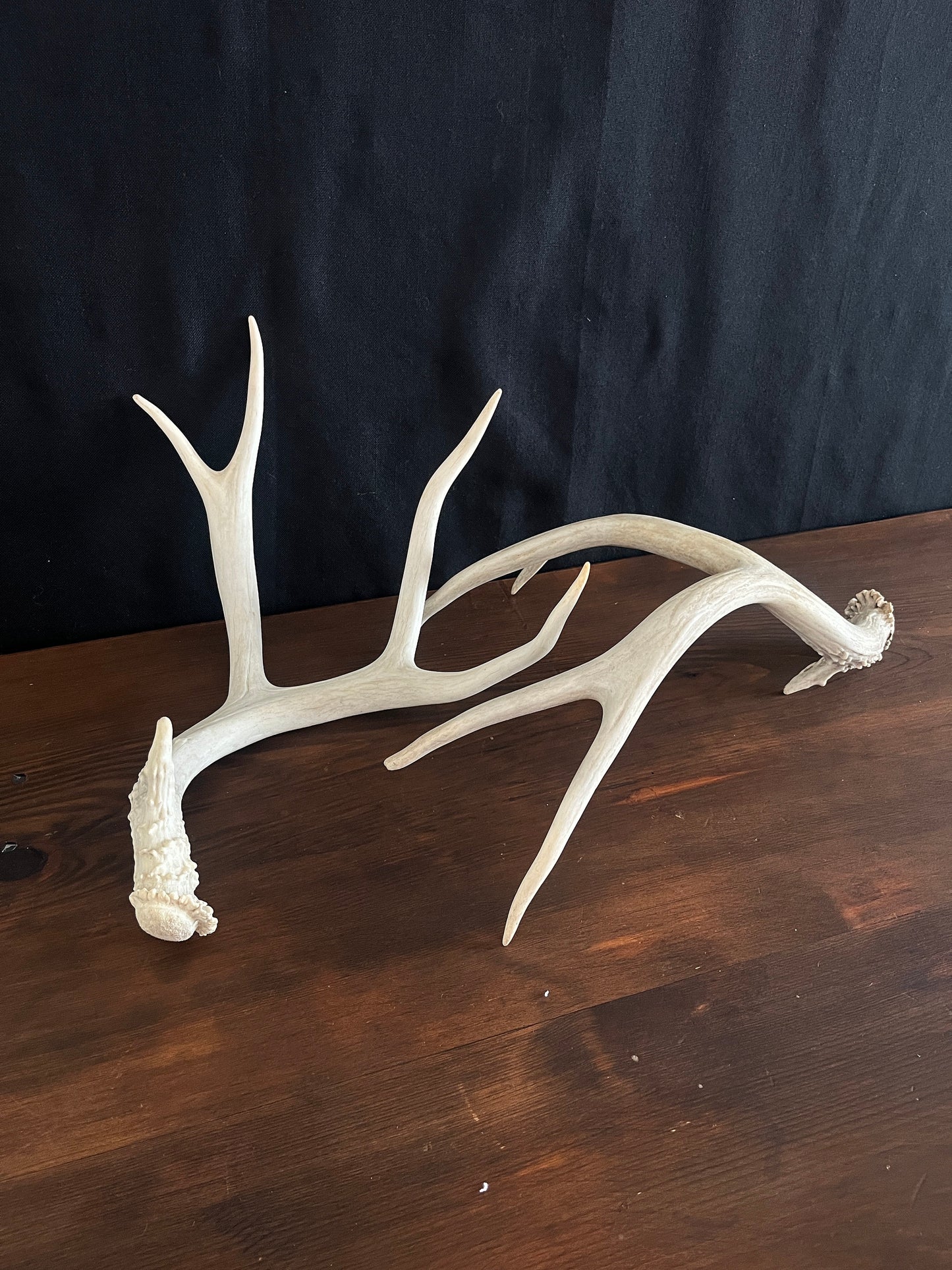 Beautiful Matching Set of Mule Deer Antlers. Rustic style decoration. Perfect for interior design & crafting!